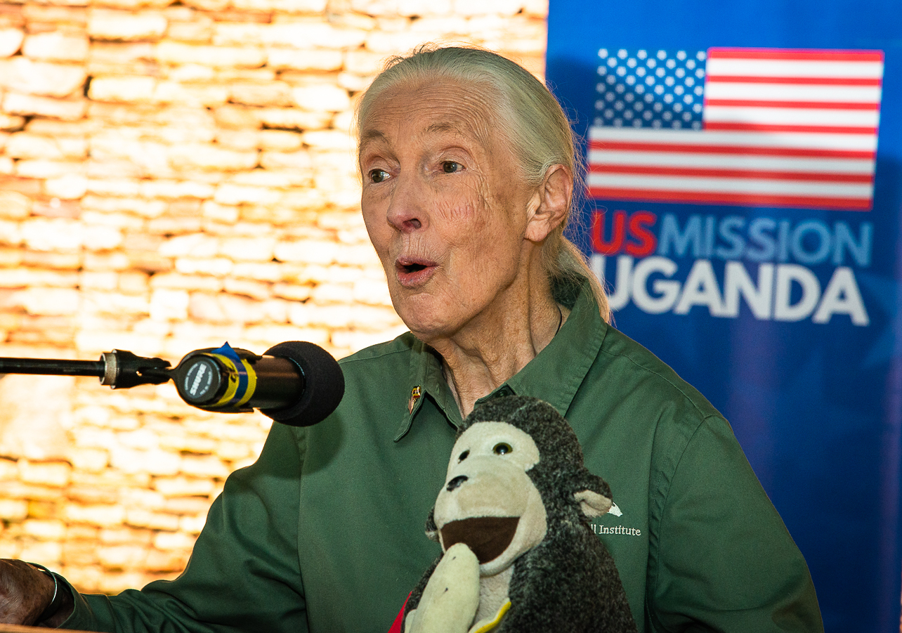 Elle a commencé seule dans la jungle : voici comment Jane Goodall a bouleversé la science et notre vision des animaux