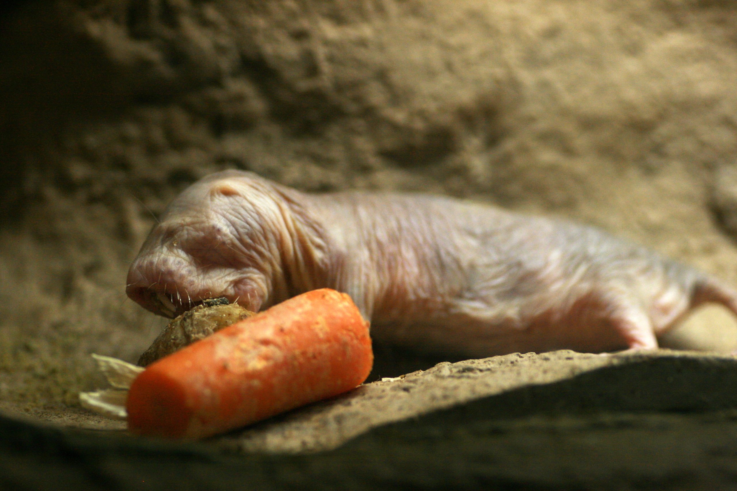 Des castes qui rappellent étrangement les insectes sociaux