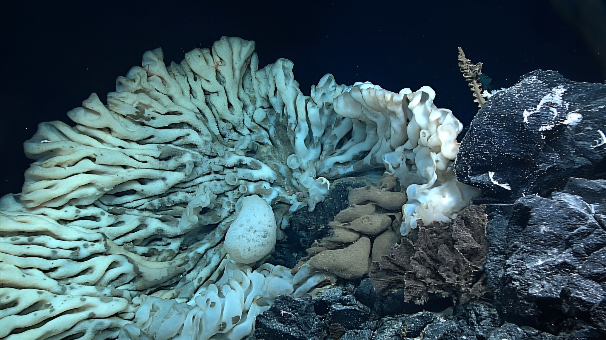 Ces animaux vivent depuis plus de 2 300 ans, un record de longévité sur Terre