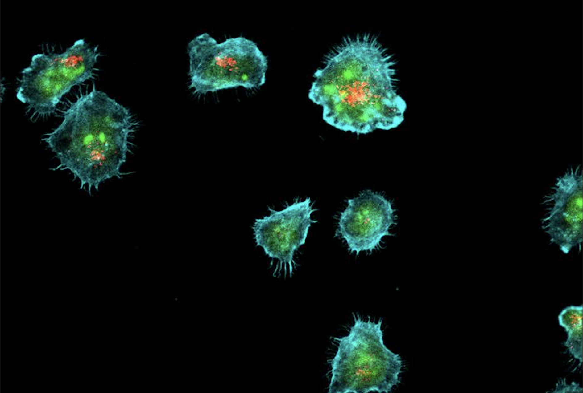 Le secret de nos défenses : comment les graisses aident notre corps à combattre les maladies