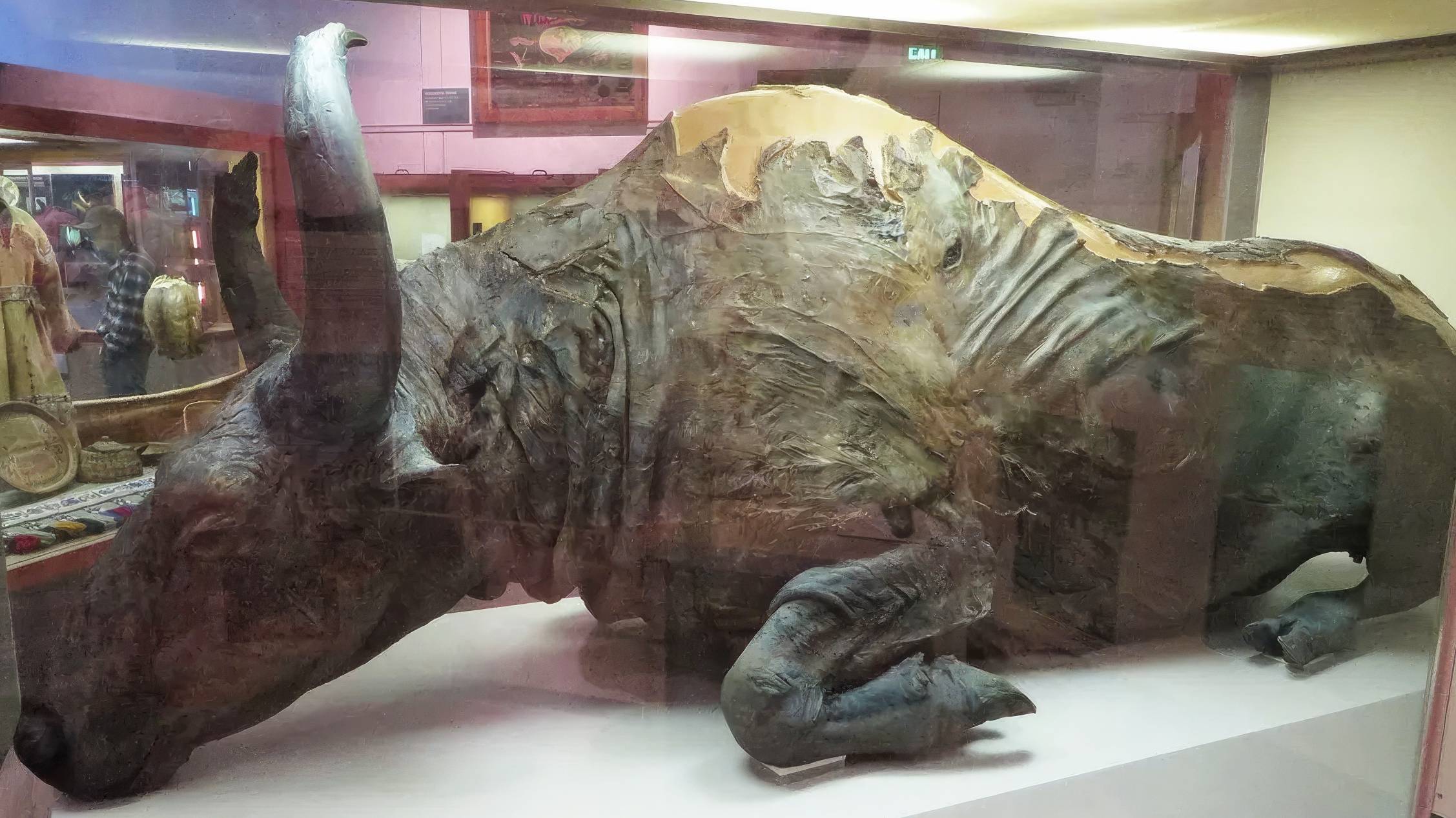 Deux scientifiques ont mangé un ragoût de bison vieux de 50 000 ans et partagent leur expérience