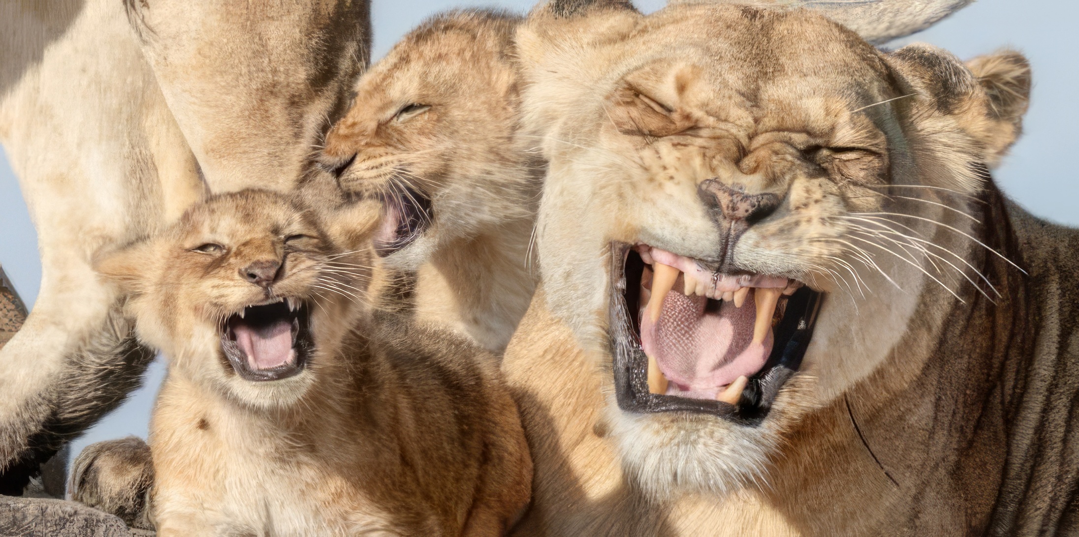 Les photos d&#039;animaux les plus drôles de l&#039;année vont vous faire rugir de rire