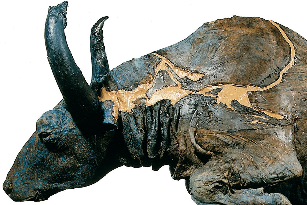 Une viande 'bien vieillie' mais encore comestible