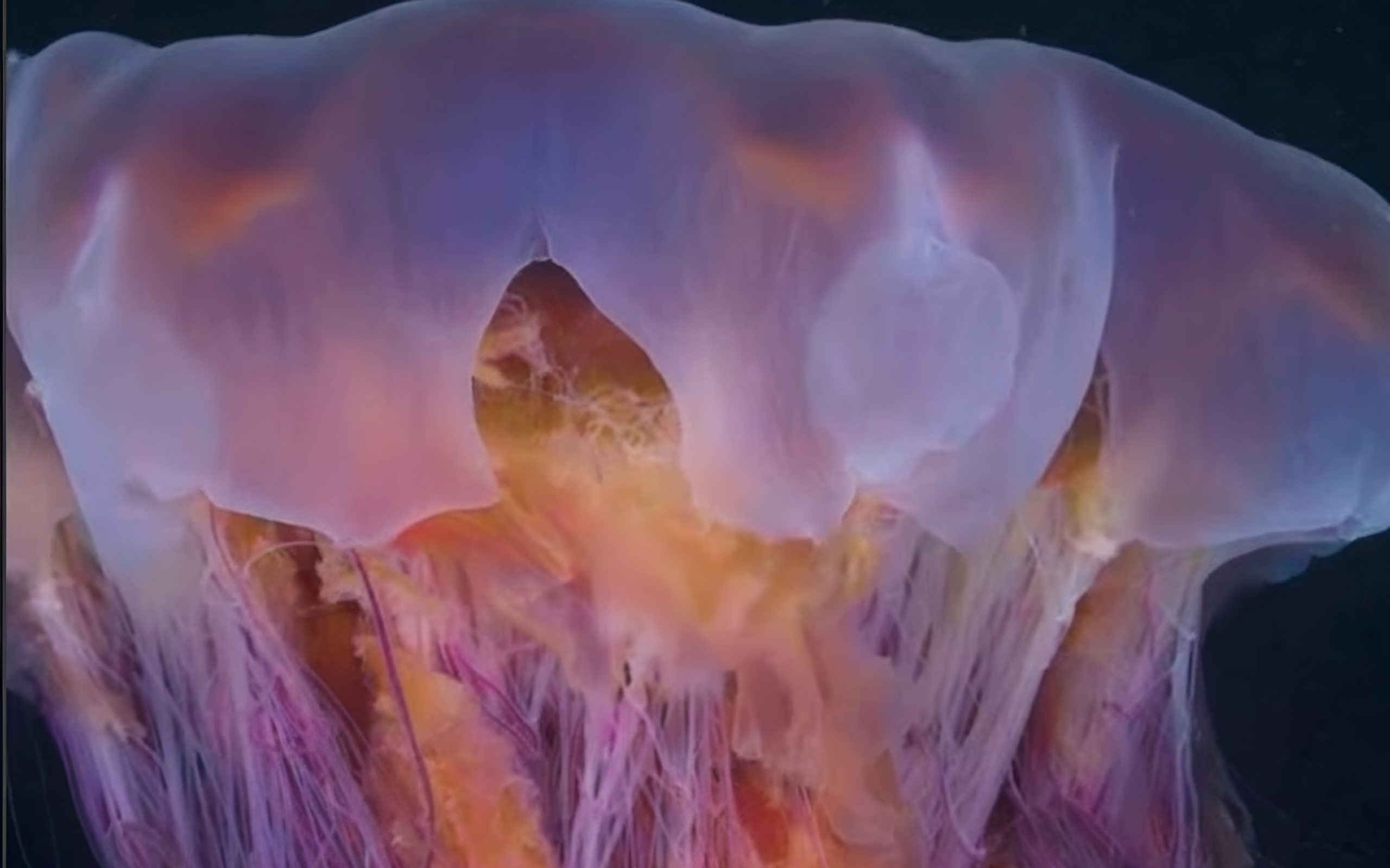 Un plongeur filme la plus grande méduse du monde la nuit, la vidéo est hypnotisante