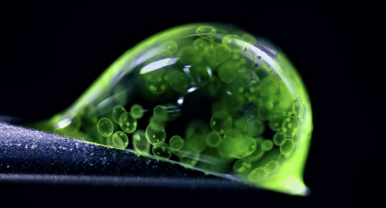 Les meilleures photos microscopiques de 2025 qui vous feront douter de la réalité