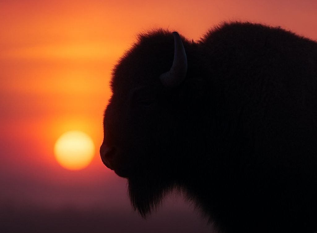 Un animal sacré, au cœur de la vie des peuples autochtones