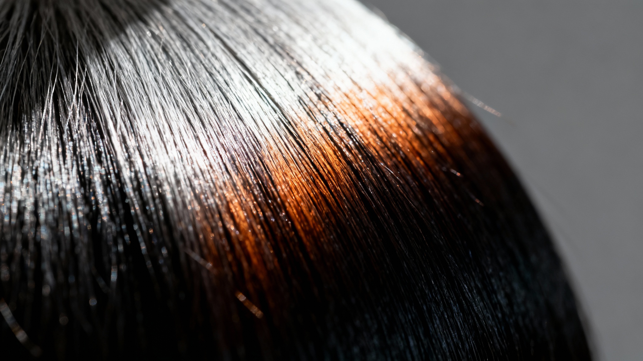 Des résultats très encourageants sur les animaux