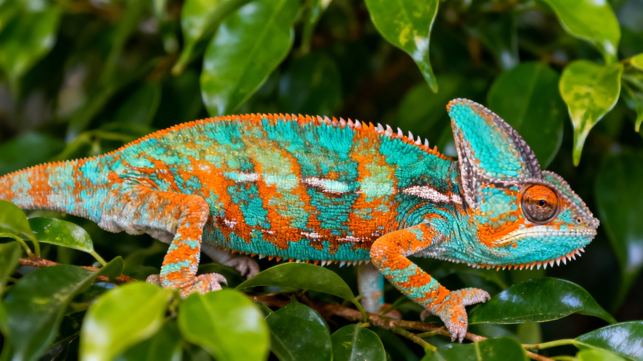 Dans la peau du caméléon : bien plus qu&#039;un camouflage, un langage secret