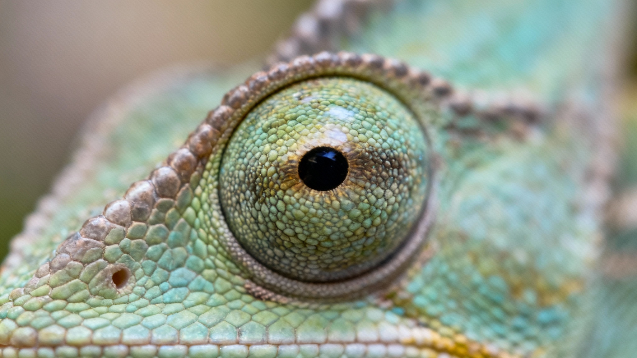 Dans la peau du caméléon : bien plus qu&rsquo;un camouflage, un langage secret