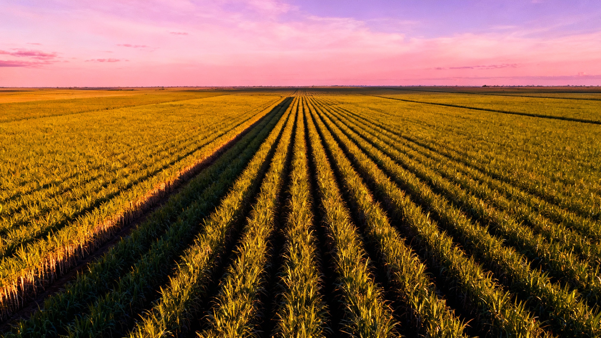 Conclusion : Accélérer l'amélioration variétale