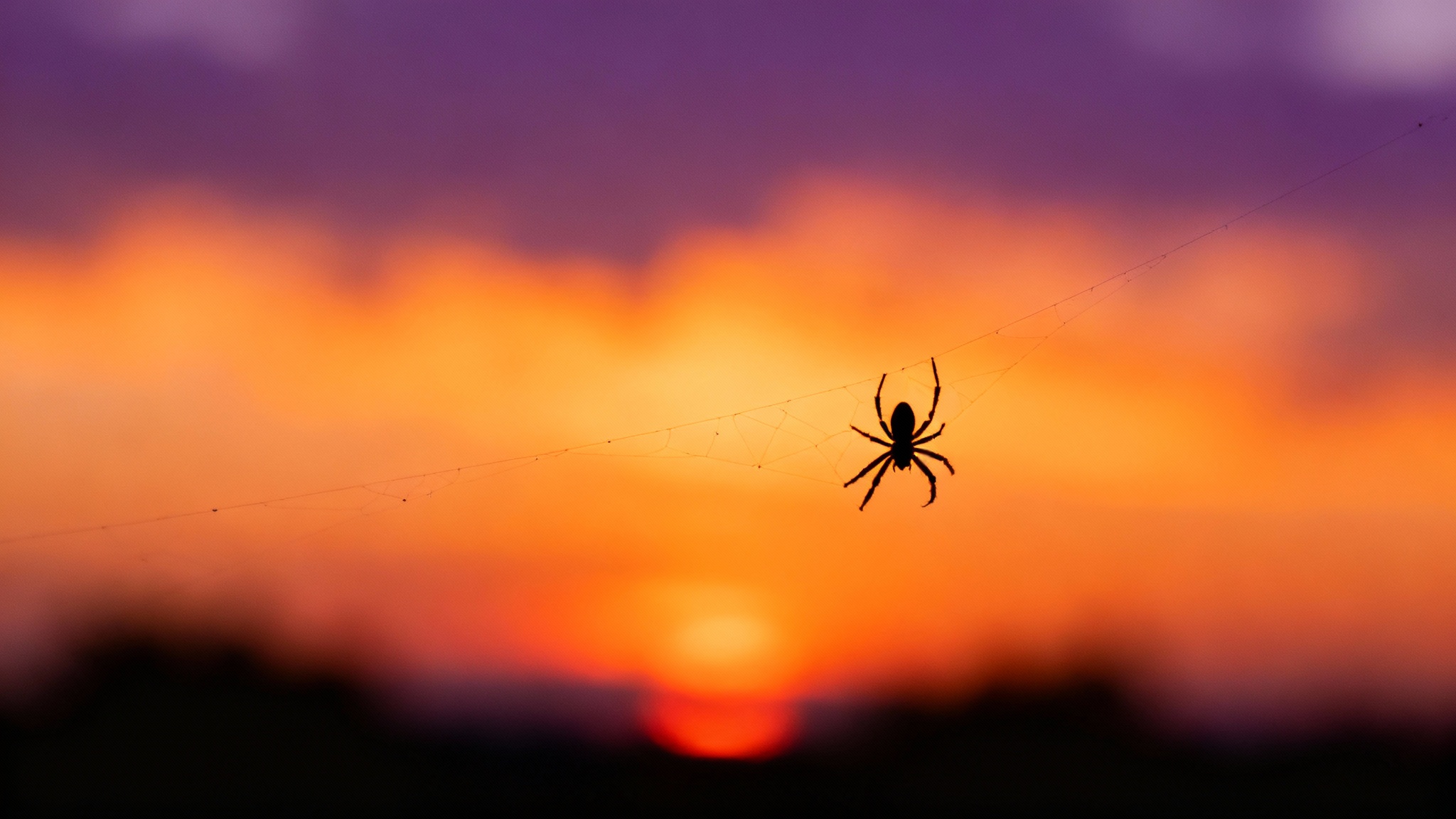 Conclusion : un petit miracle de la nature