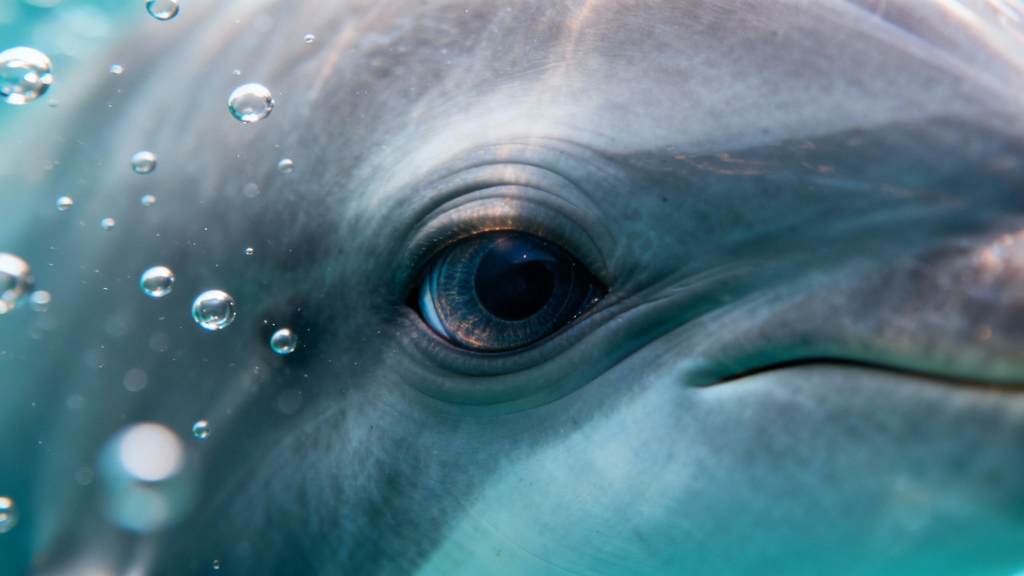 Des dauphins qui portent des éponges pour séduire ? Une drôle d&rsquo;histoire de séduction sous-marine