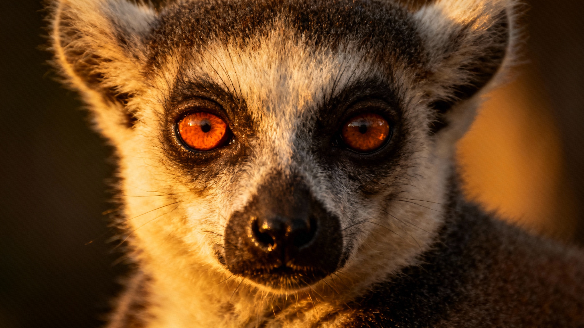 l&rsquo;incroyable paradoxe des lémuriens : une évolution qui s&rsquo;accélère au lieu de s&rsquo;éteindre