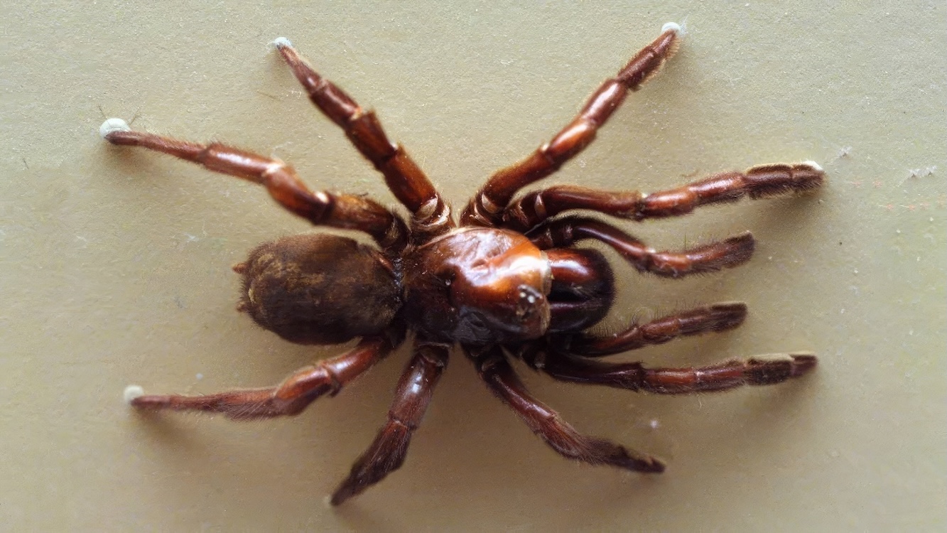 L’araignée la plus âgée du monde est morte à 43 ans : son histoire est une véritable leçon de vie