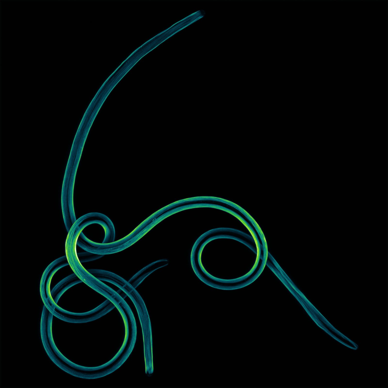 Les larves d'un parasite tropical