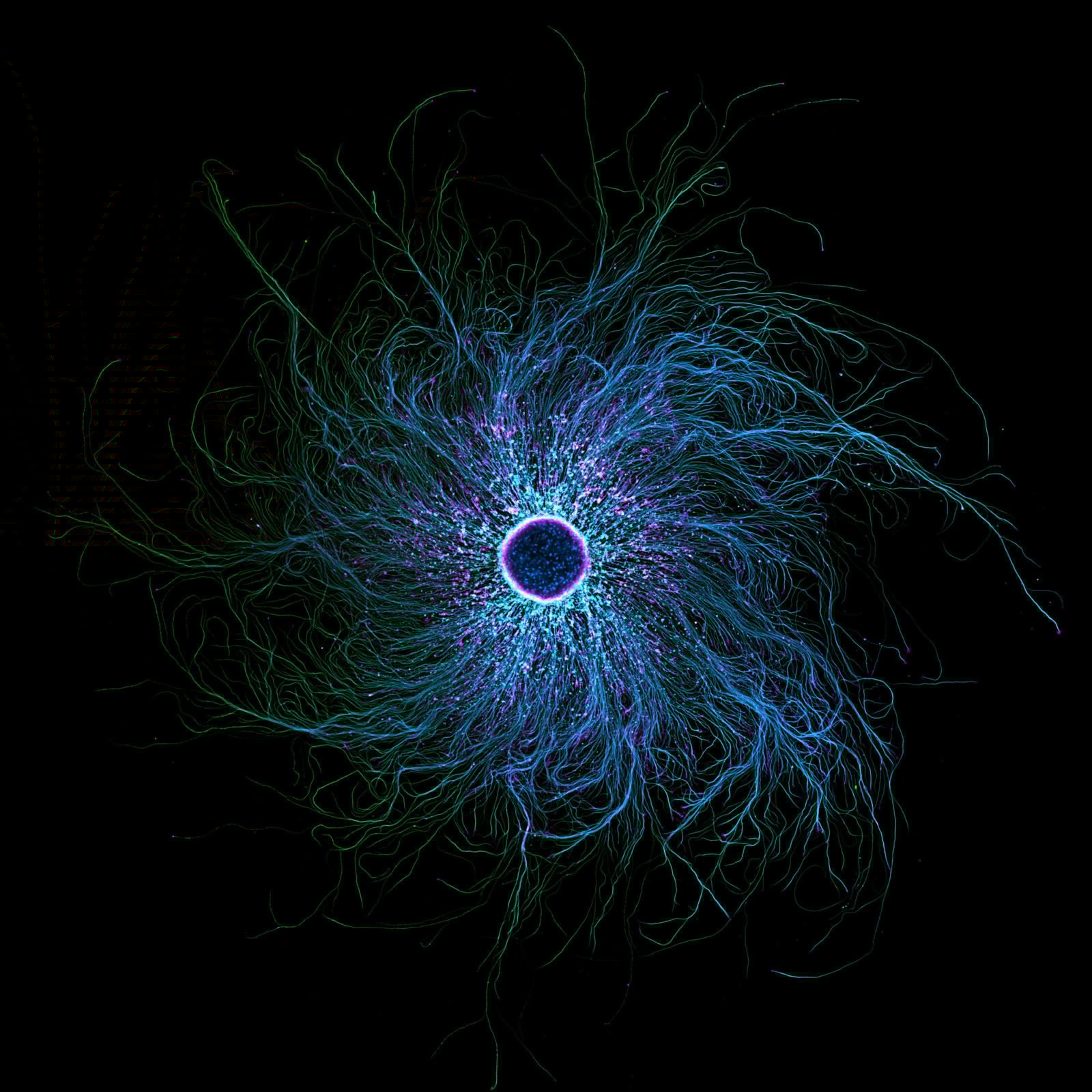 La galaxie dans votre tête : des neurones en action