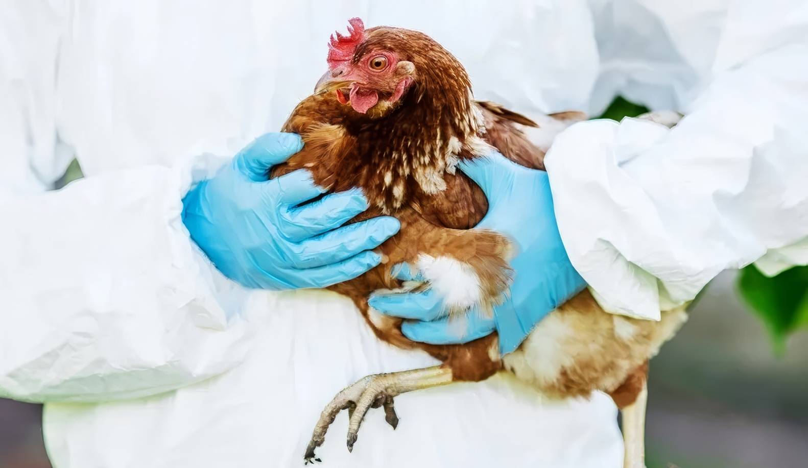 La situation est préoccupante après la confirmation de deux cas de grippe aviaire humaine