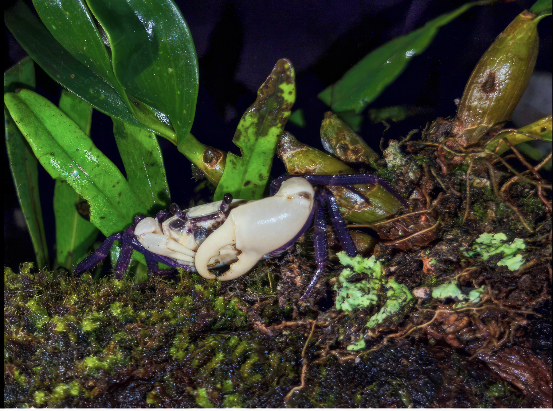 Une faune incroyablement riche