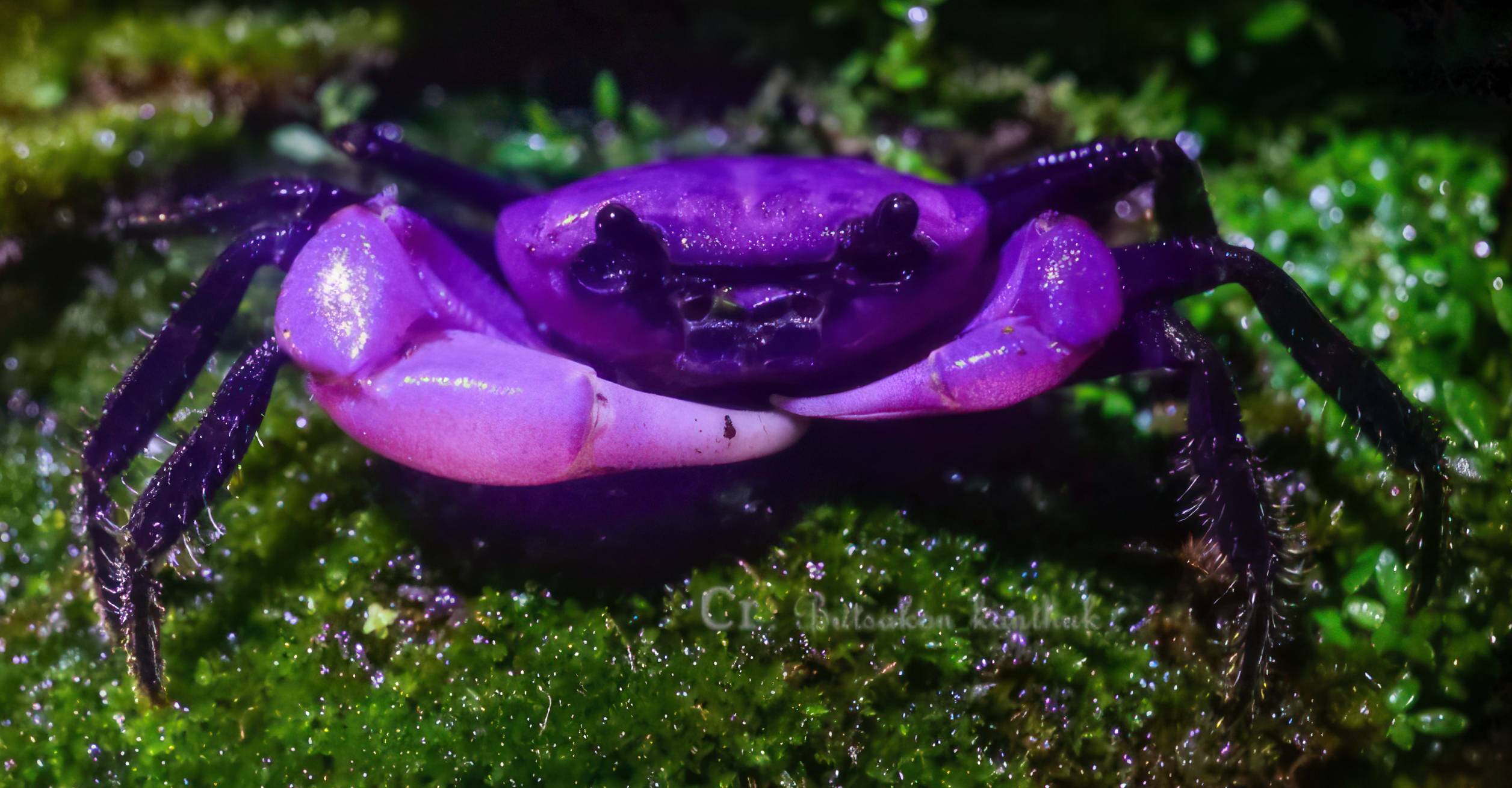 Animaux Archives Lanature Animaux Archives Lanature