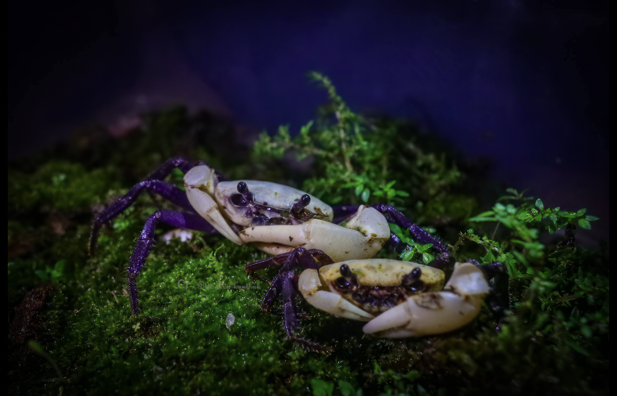 Plus qu'un joli crabe, un indicateur de bonne santé