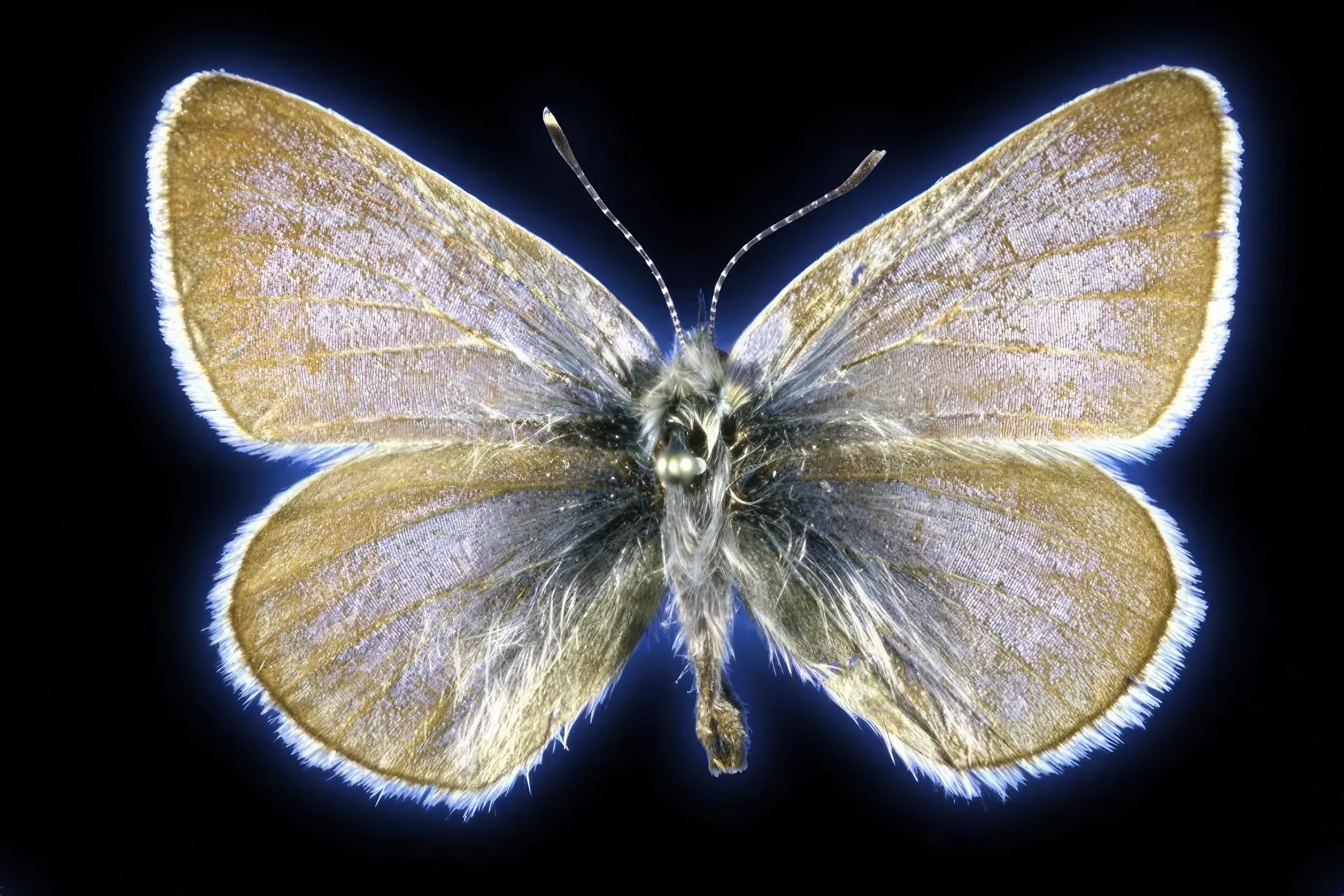 Victime de l'urbanisation galopante