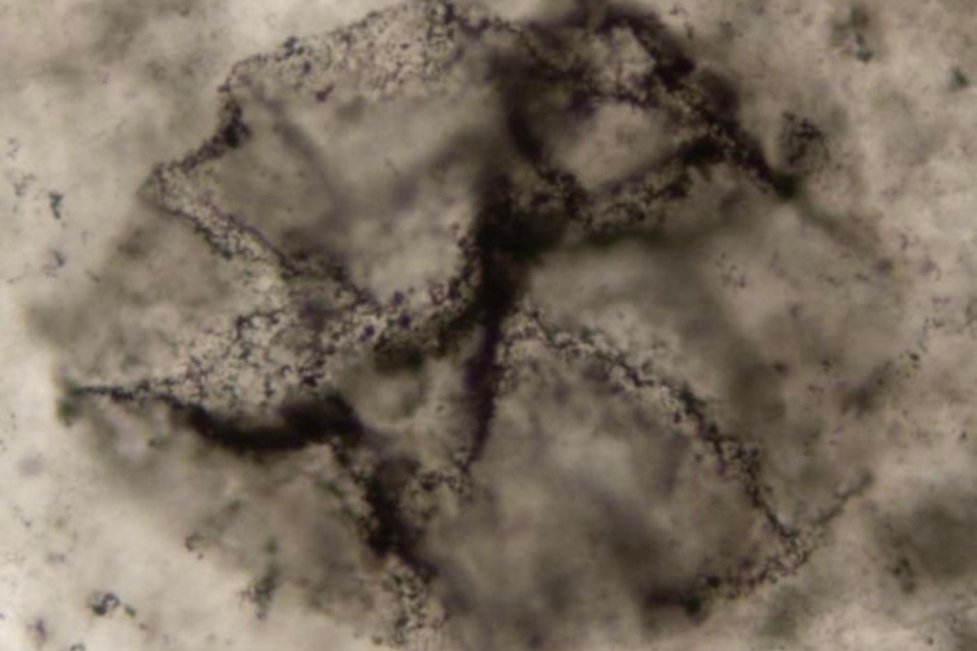 Une IA découvre des traces de vie dans des roches vieilles de 3,3 milliards d’années