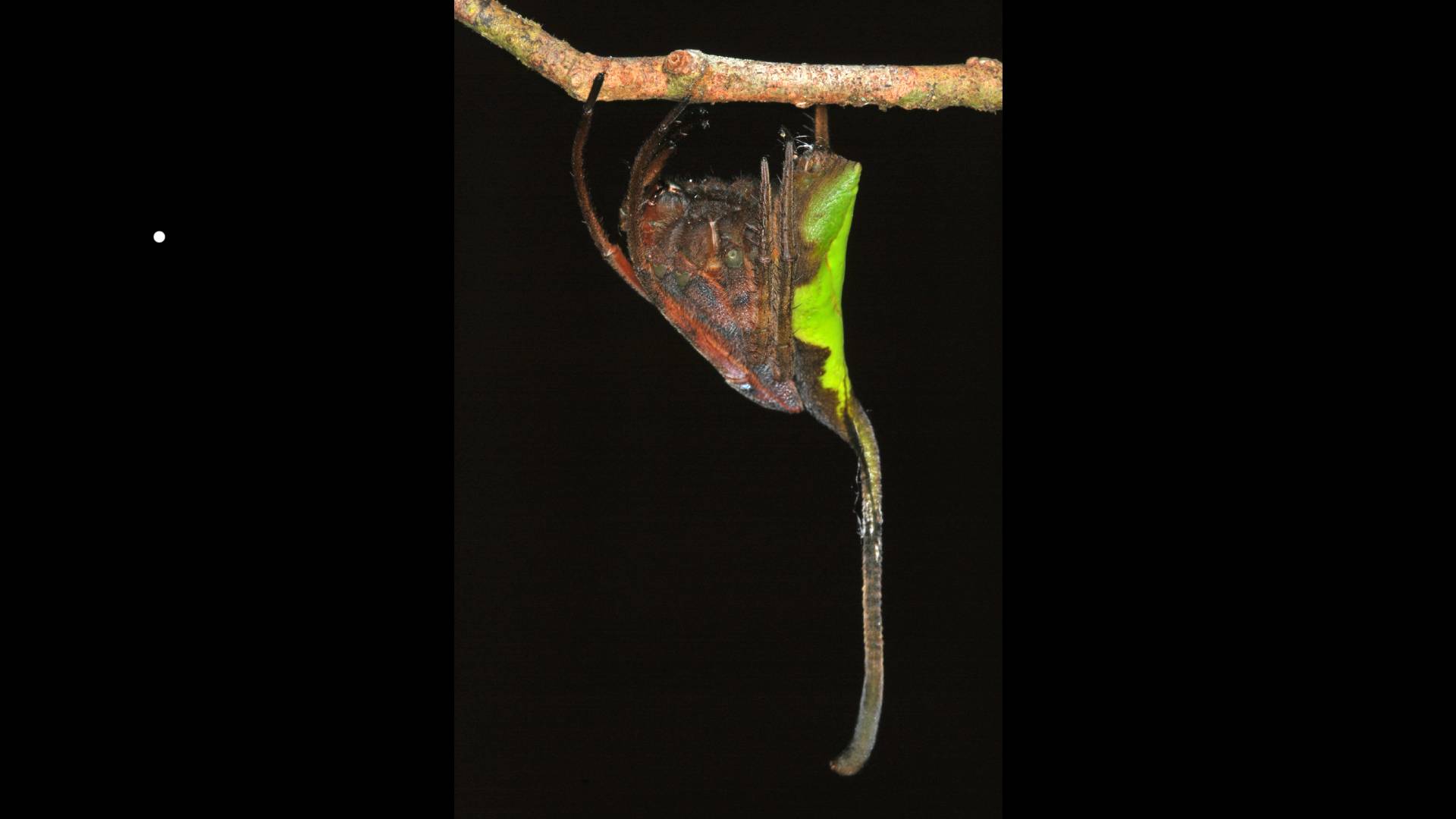 L&#039;incroyable araignée qui se déguise en feuille morte pour survivre