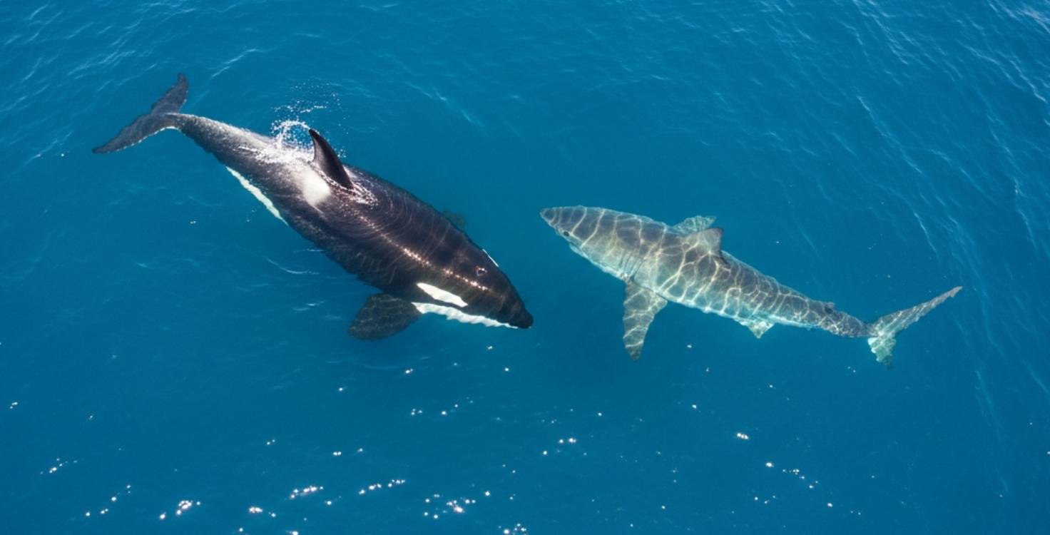 Une vidéo à couper le souffle montre des orques retournant un grand requin blanc pour dévorer son foie
