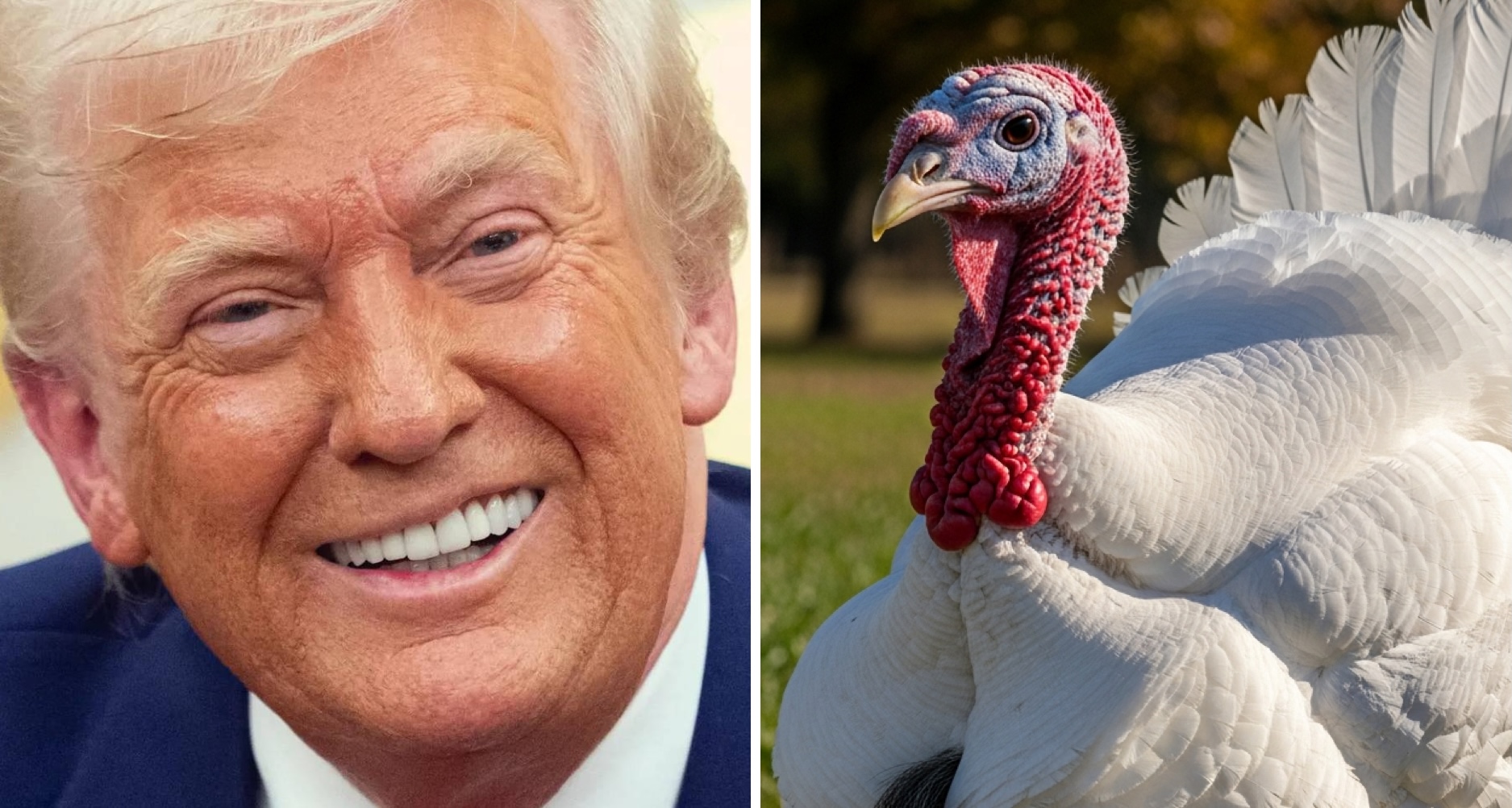 Trump accorde un pardon présidentiel à une dinde de Thanksgiving et l’épargne du repas