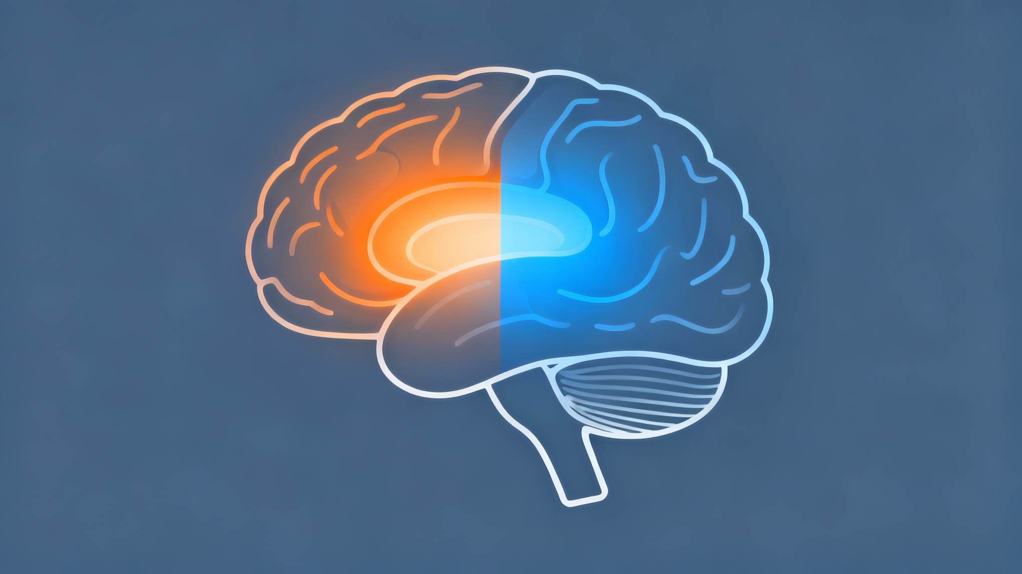 Le rôle clé de deux zones du cerveau
