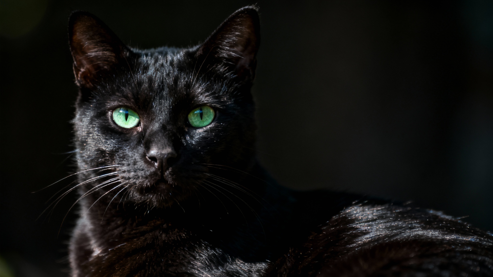 La revanche du chat noir : et si sa mauvaise réputation cachait une force insoupçonnée ?