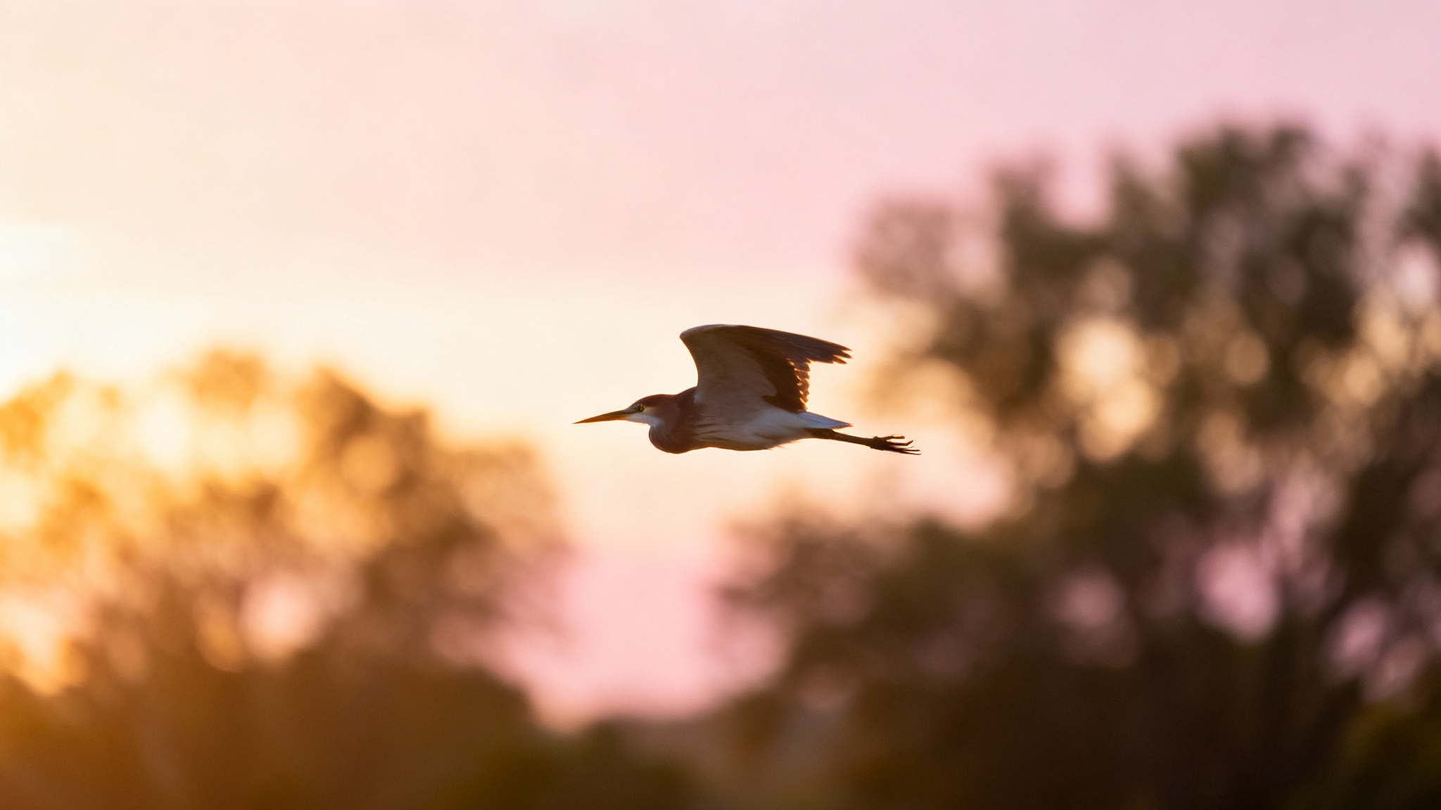 Le secret du chant de l&rsquo;aube : pourquoi les oiseaux attendent le soleil avec impatience
