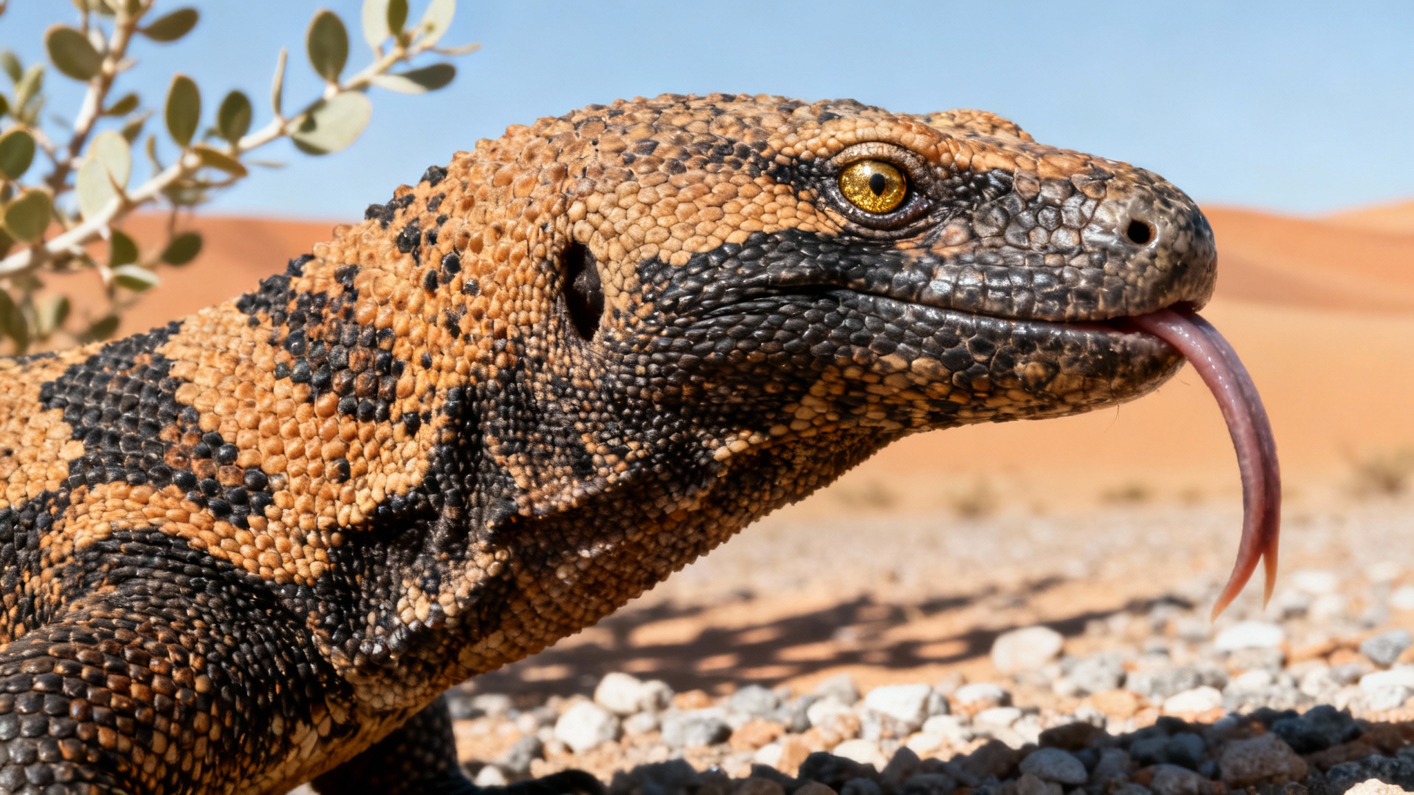 La salive d'un lézard venimeux à l'origine d'un traitement pour le diabète