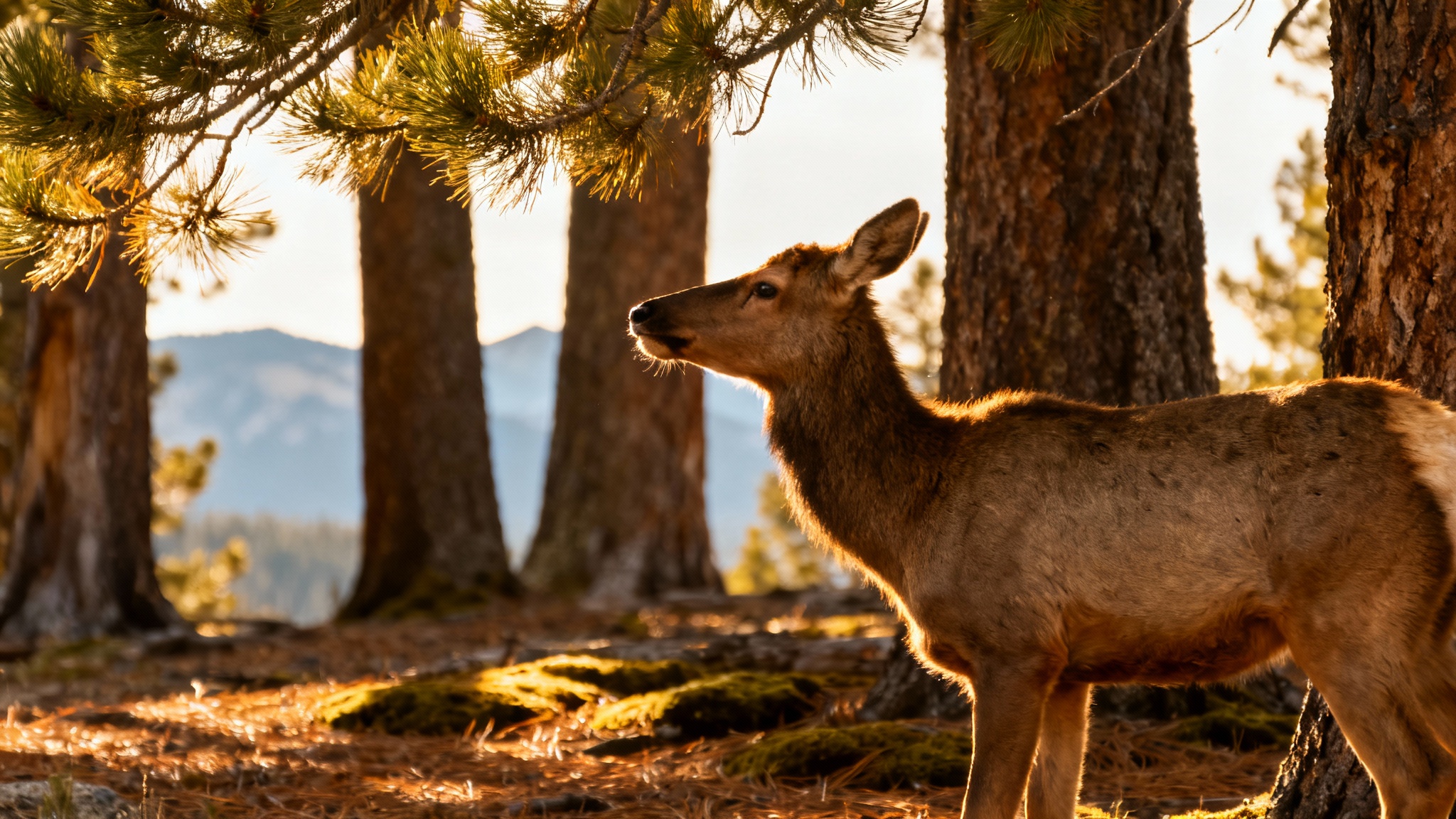 Comment les grands animaux luttent contre la chaleur : une histoire de paysage, pas de taille