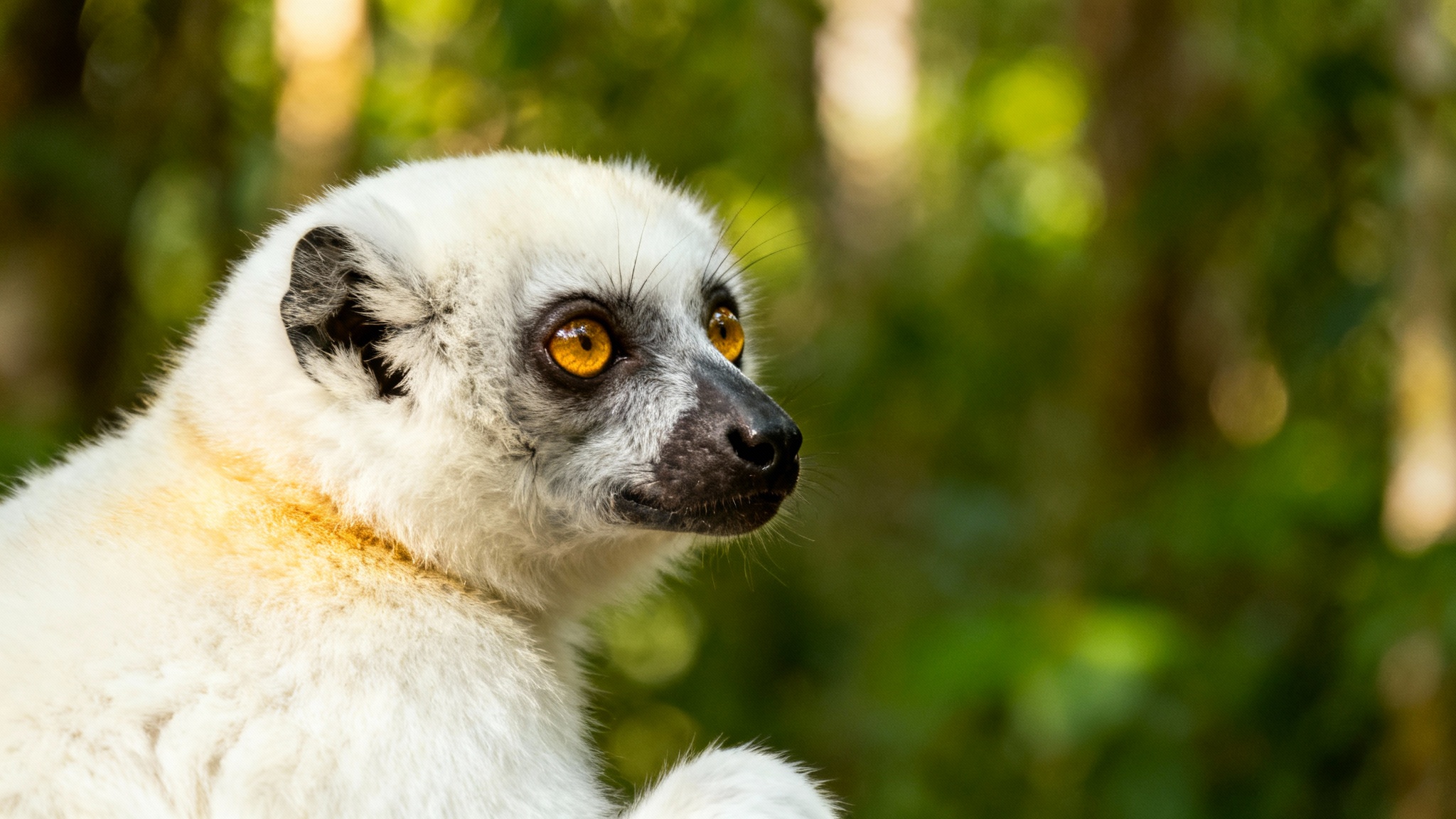 Les lémuriens de Madagascar, cette énigme évolutive qui défie le temps