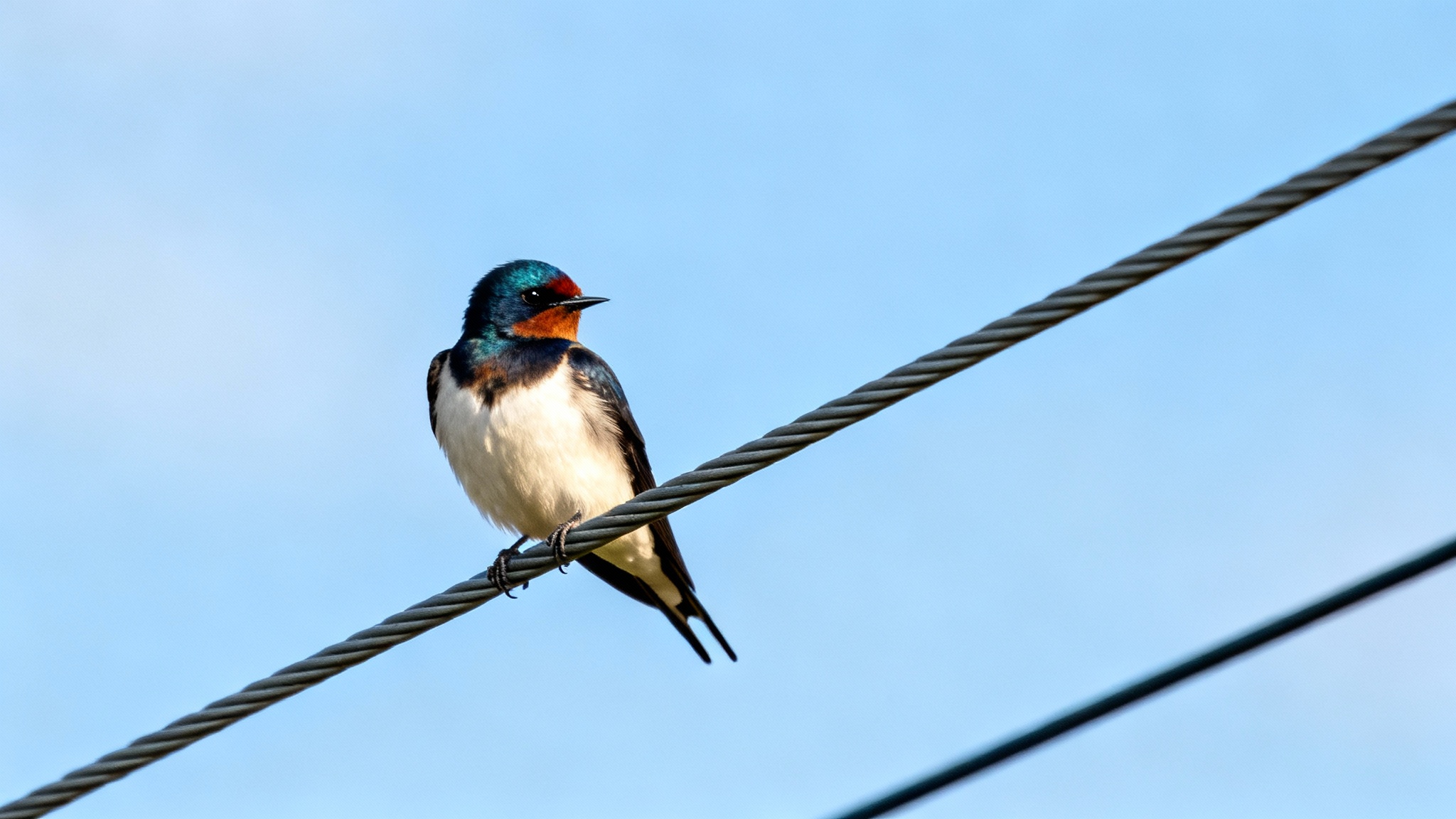 Le mystère des oiseaux sur les lignes à haute tension : pourquoi ne s&#039;électrocutent-ils pas ?