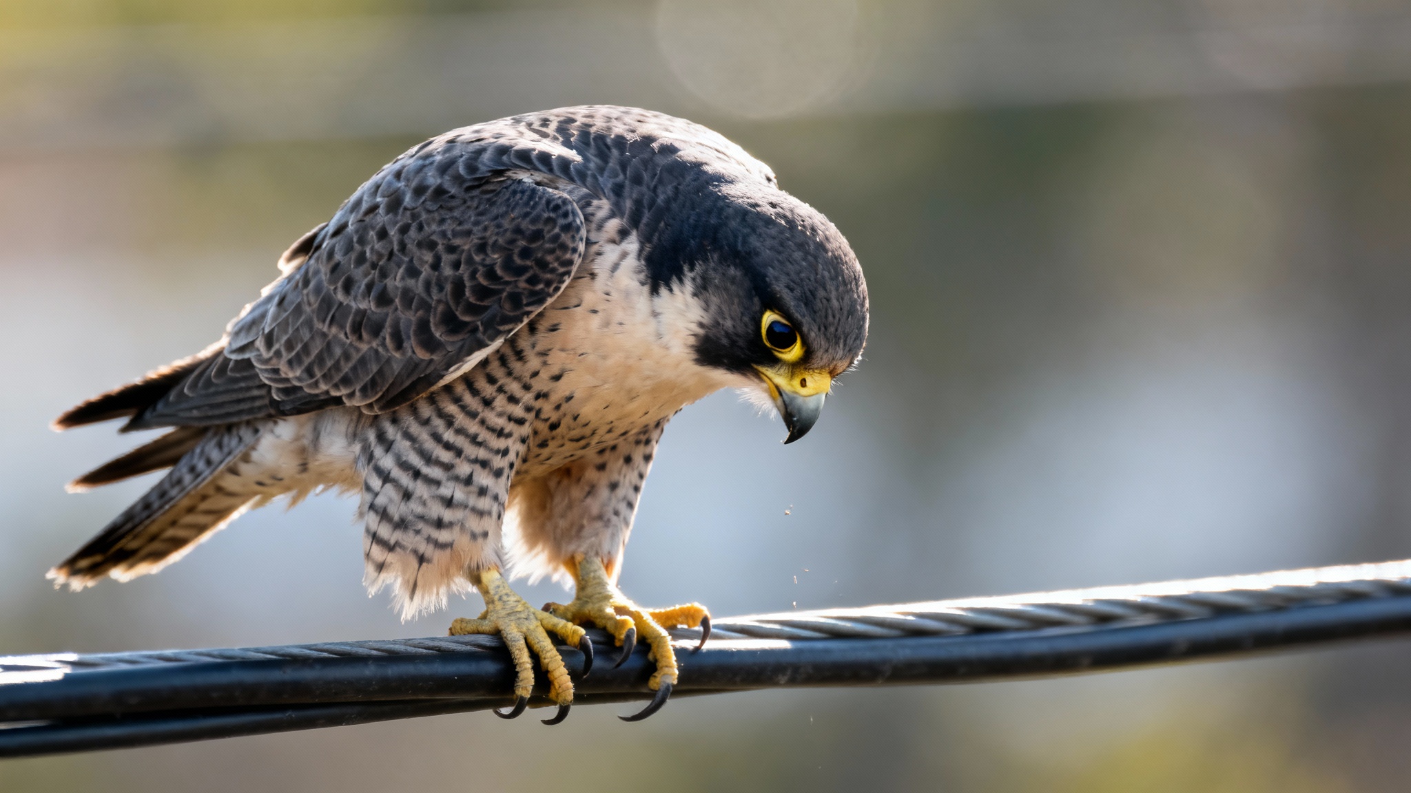 Pourquoi sont-ils là-haut, au juste ?