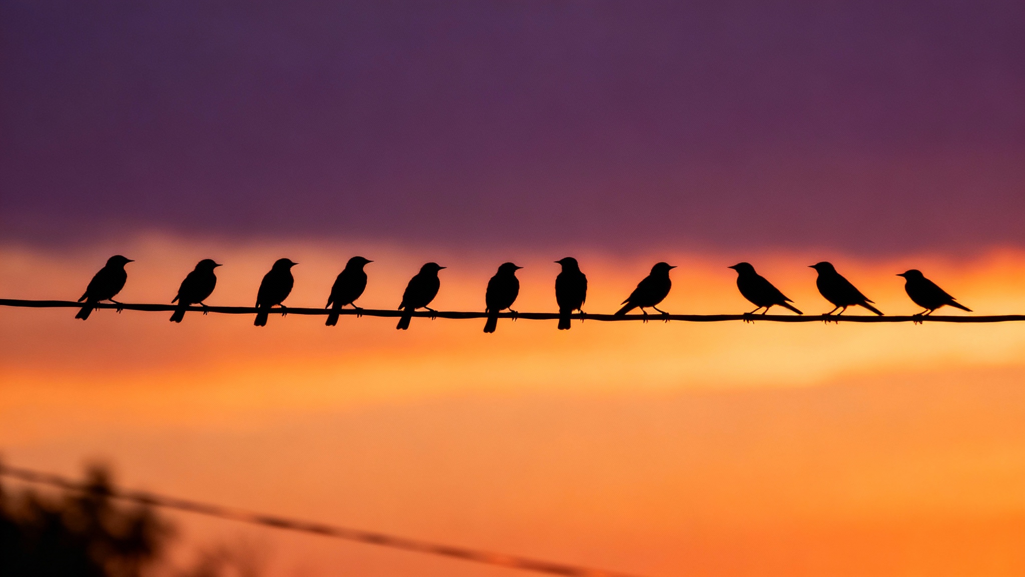 Le mystère des oiseaux sur les lignes à haute tension : pourquoi ne s&rsquo;électrocutent-ils pas ?