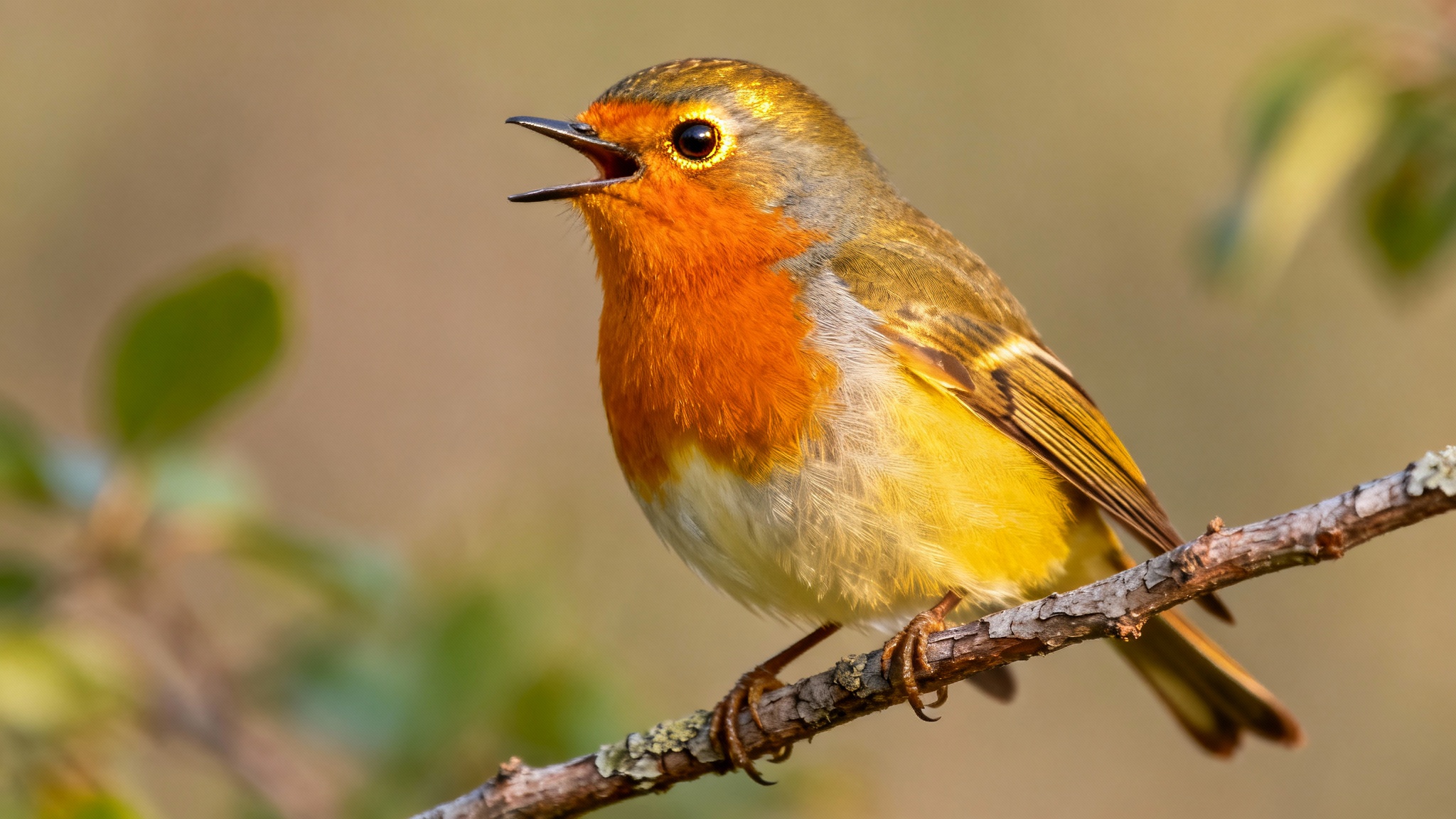 Les oiseaux comprennent-ils vraiment ce qu&#039;ils disent ? La réponse surprenante des diamants mandarins