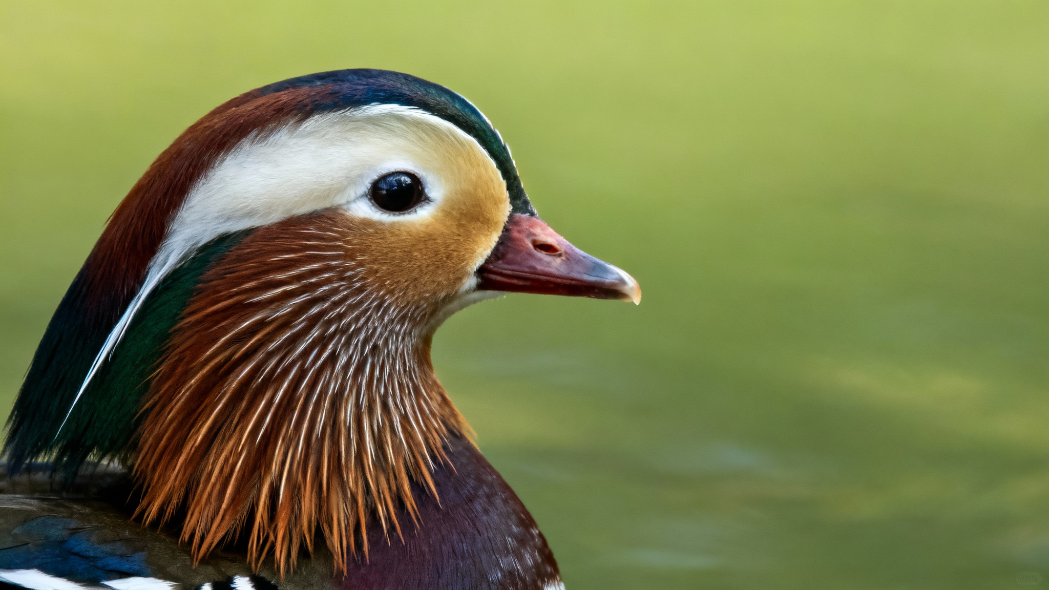 Les oiseaux comprennent-ils vraiment ce qu&rsquo;ils disent ? La réponse surprenante des diamants mandarins