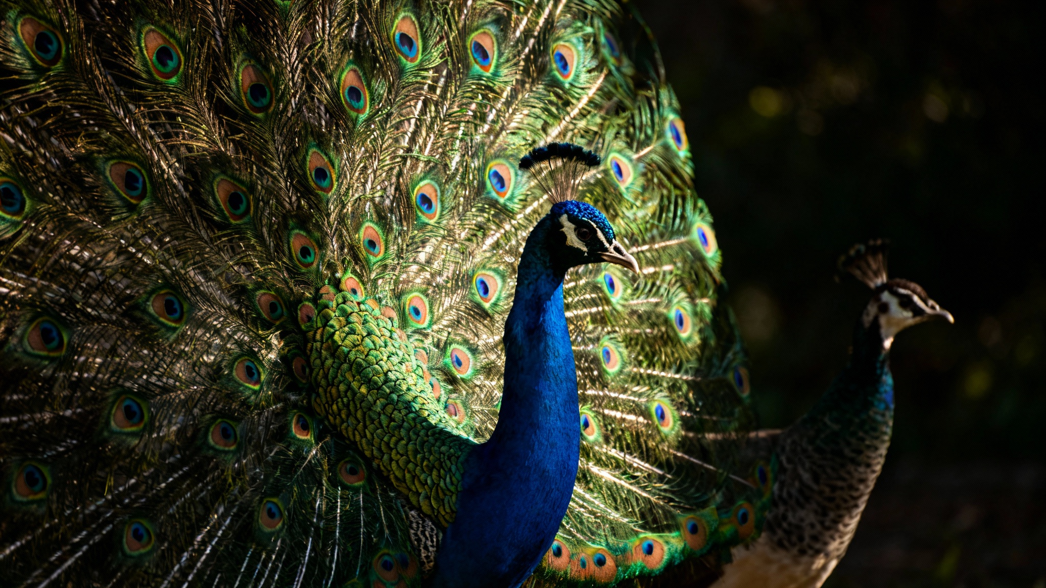 La roue du paon : et si darwin s&#039;était trompé sur le secret de sa séduction ?