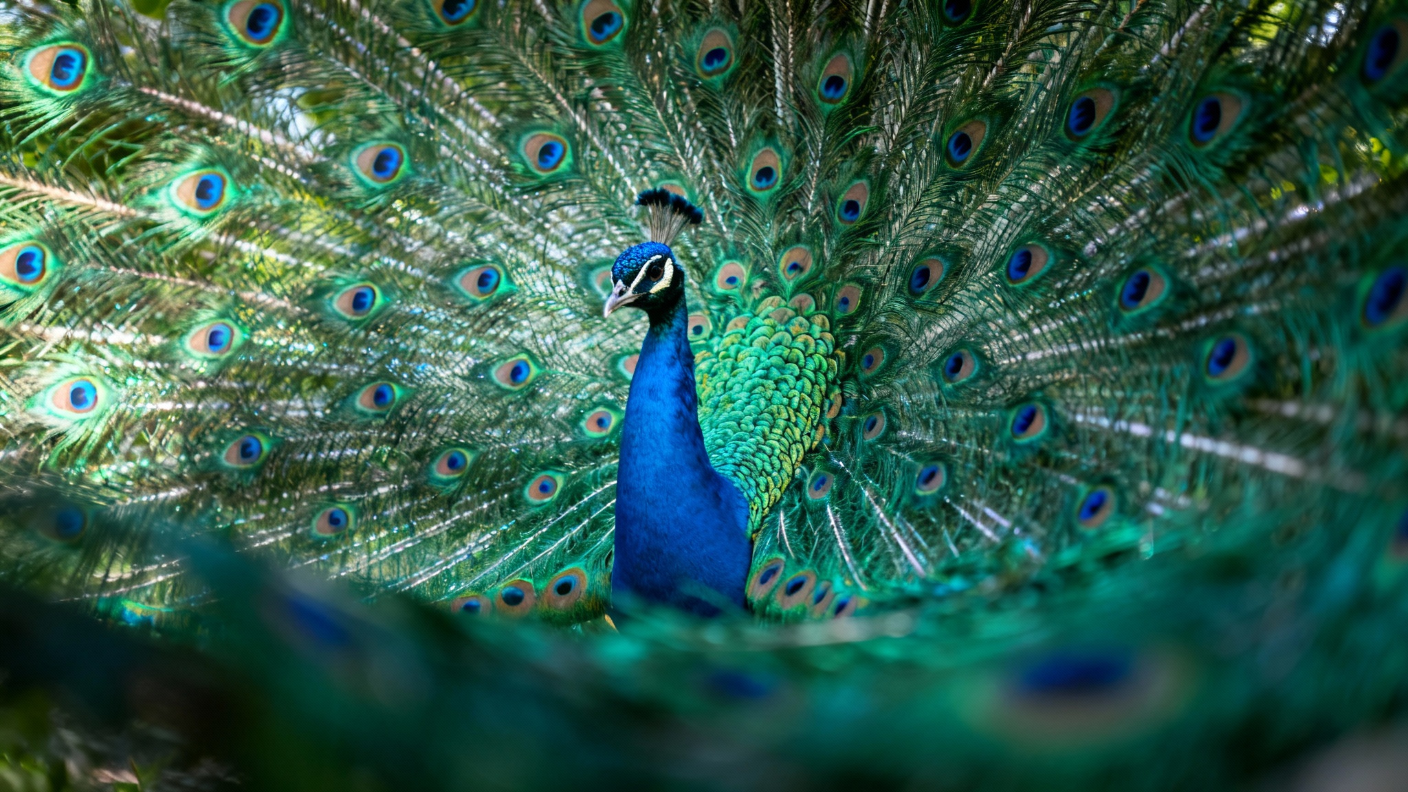 Ce que la paonne voit vraiment