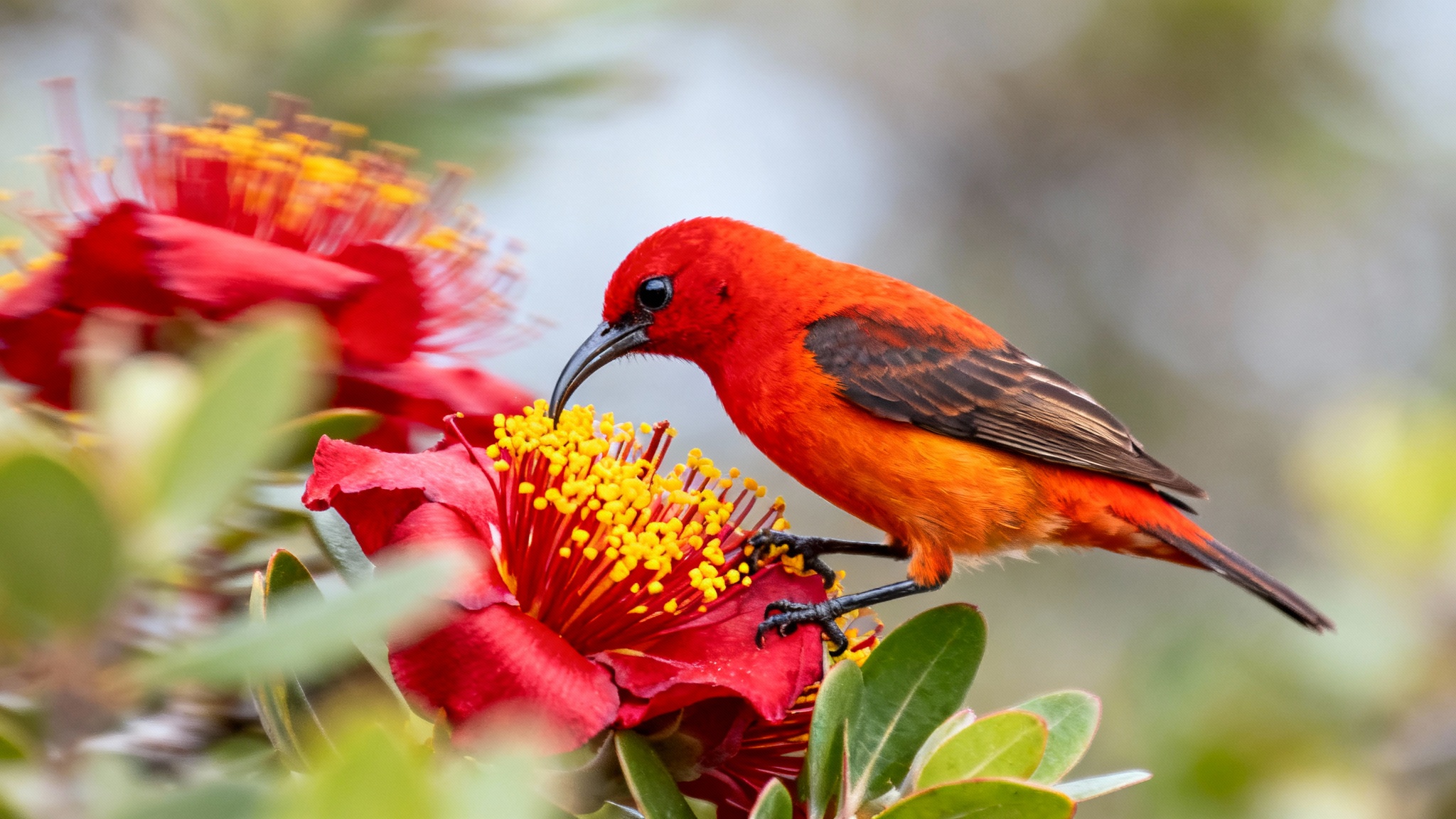 Le pari fou d&#039;Hawaï : lâcher des millions de moustiques pour sauver ses oiseaux