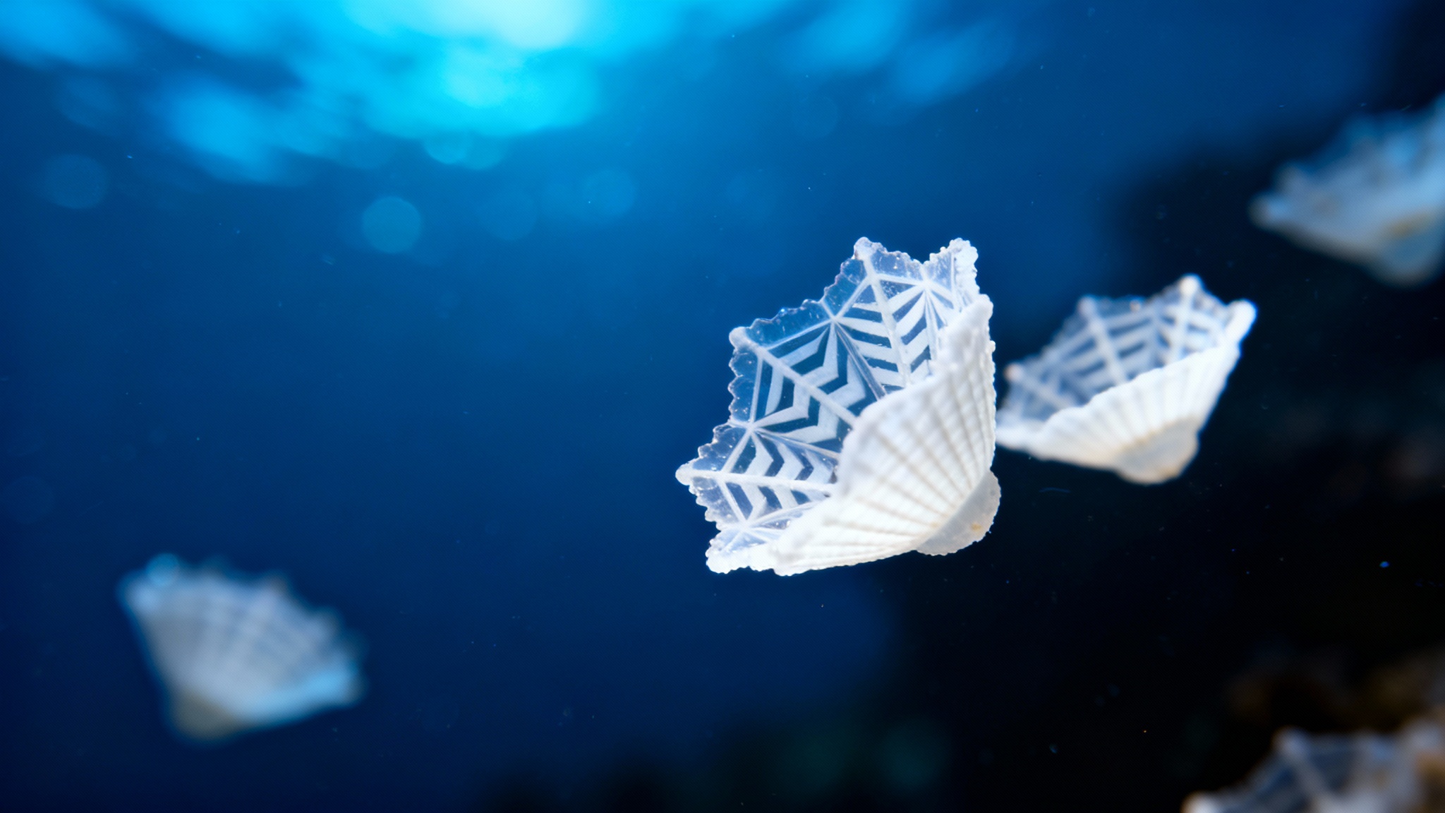 Climat : Et si les plus petits organismes de l&#039;océan bouleversaient toutes nos prévisions ?