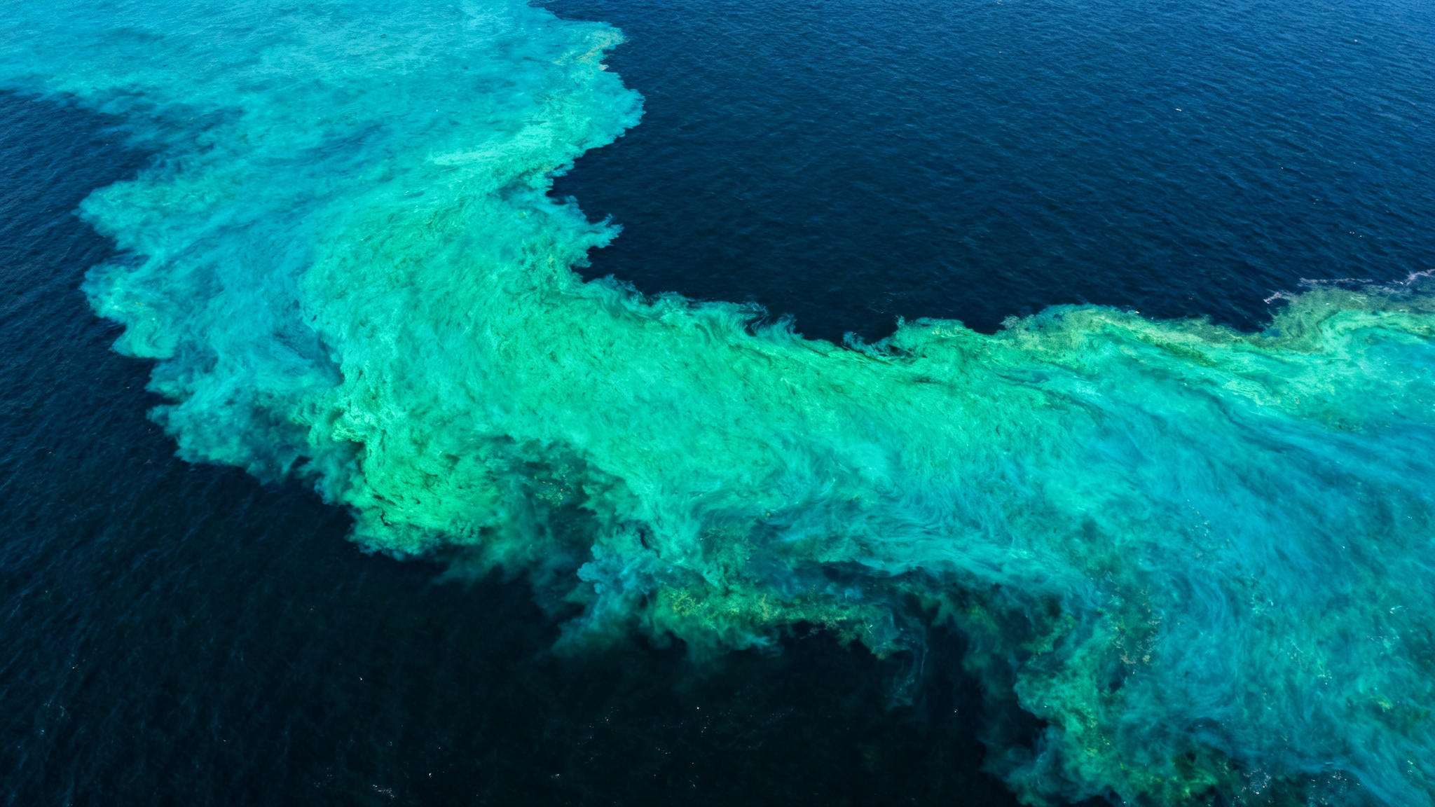 Le mystère toxique du lac Érié enfin résolu : des scientifiques identifient le micro-organisme coupable