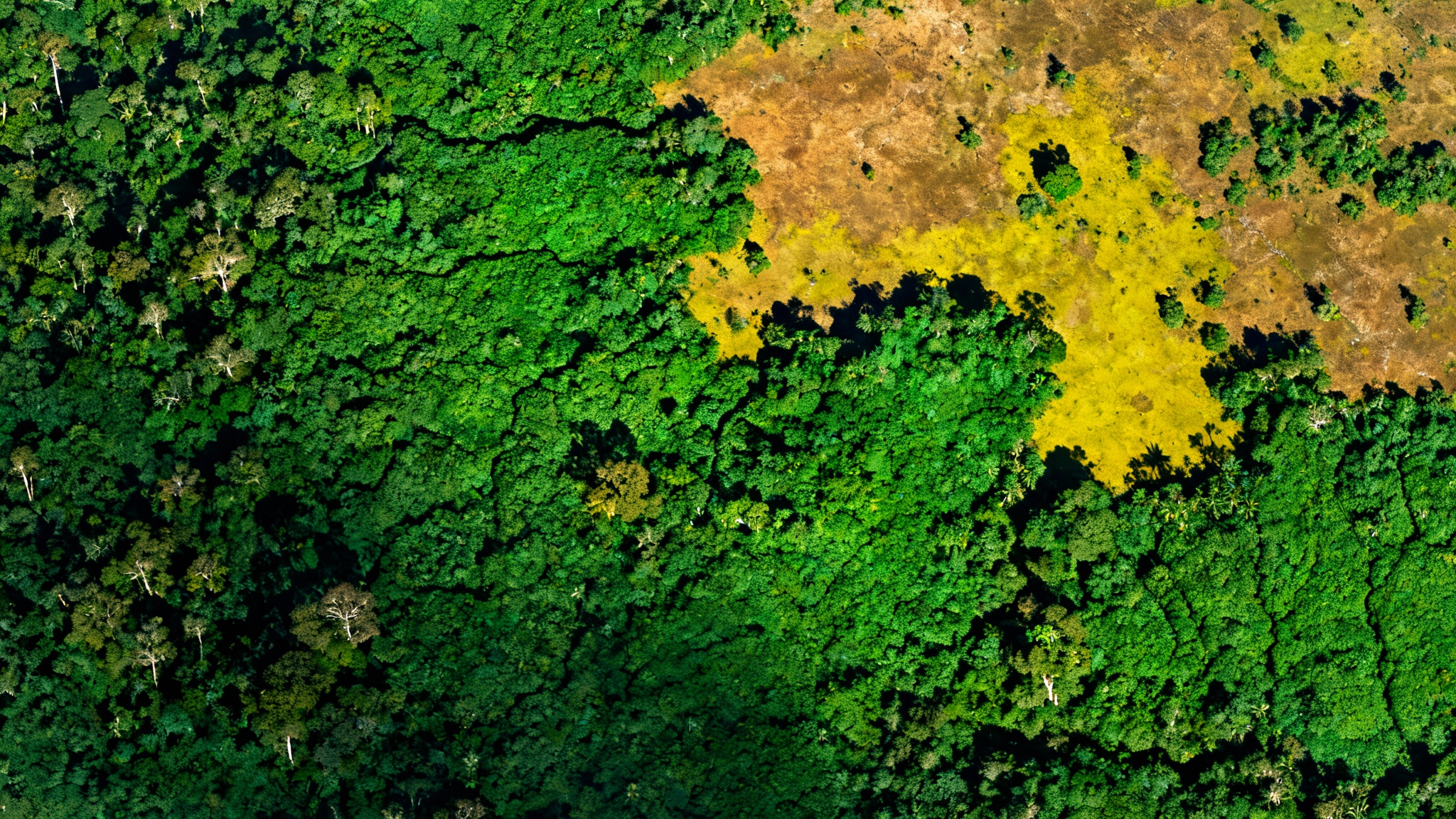 Le poumon de la Terre s&rsquo;essouffle : comment les satellites alertent sur la perte de stockage de carbone en Amazonie