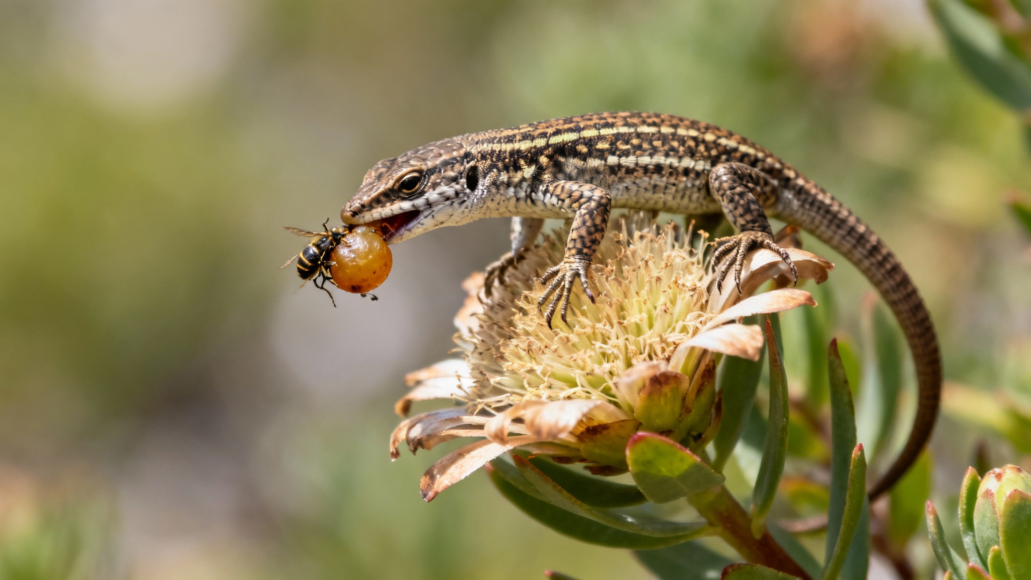 Pourquoi s’inquiéter de la disparition des reptiles insulaires ?