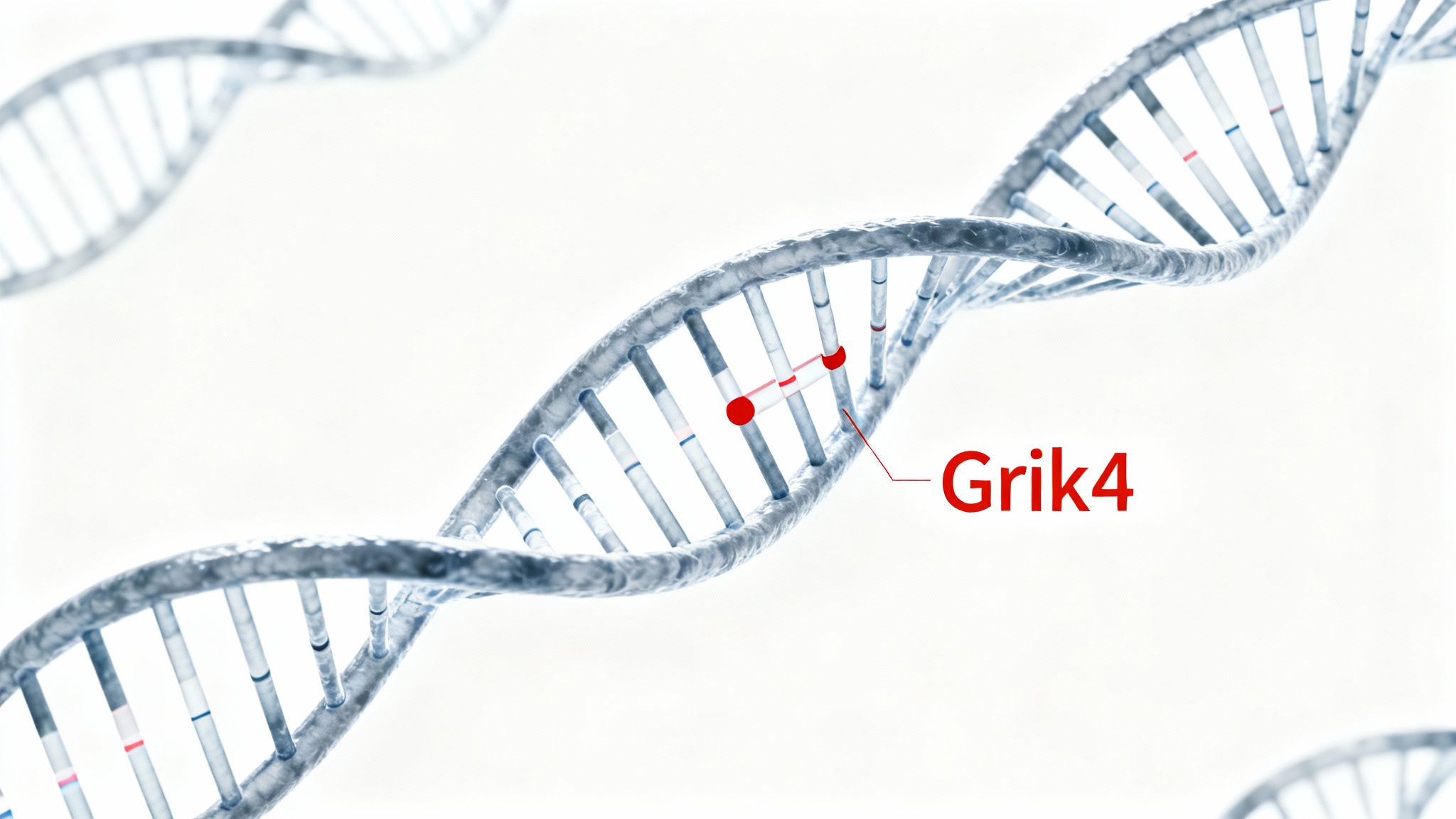 Le coupable inattendu : l'excès du gène Grik4