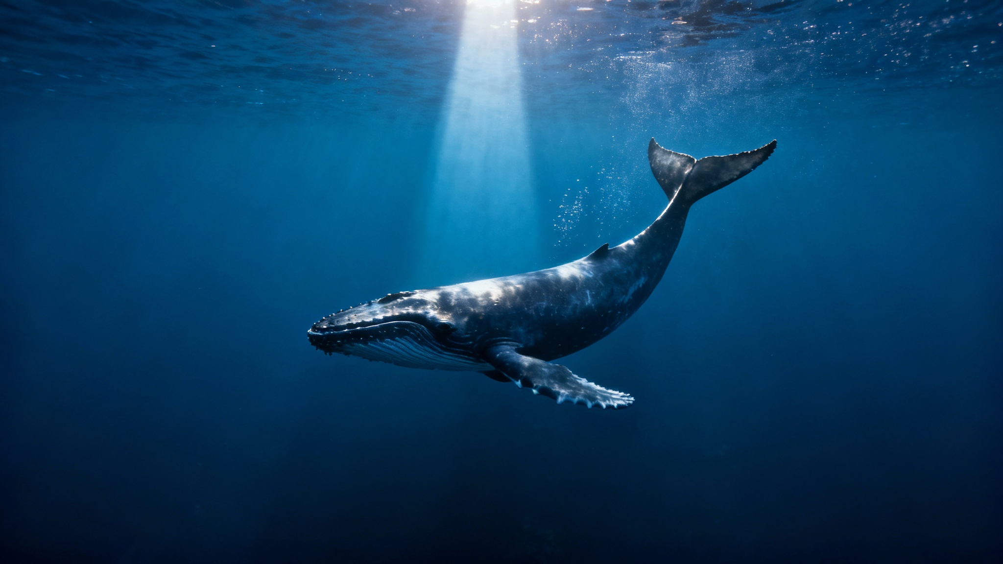 Océans : Le drame silencieux des baleines et du caca manquant