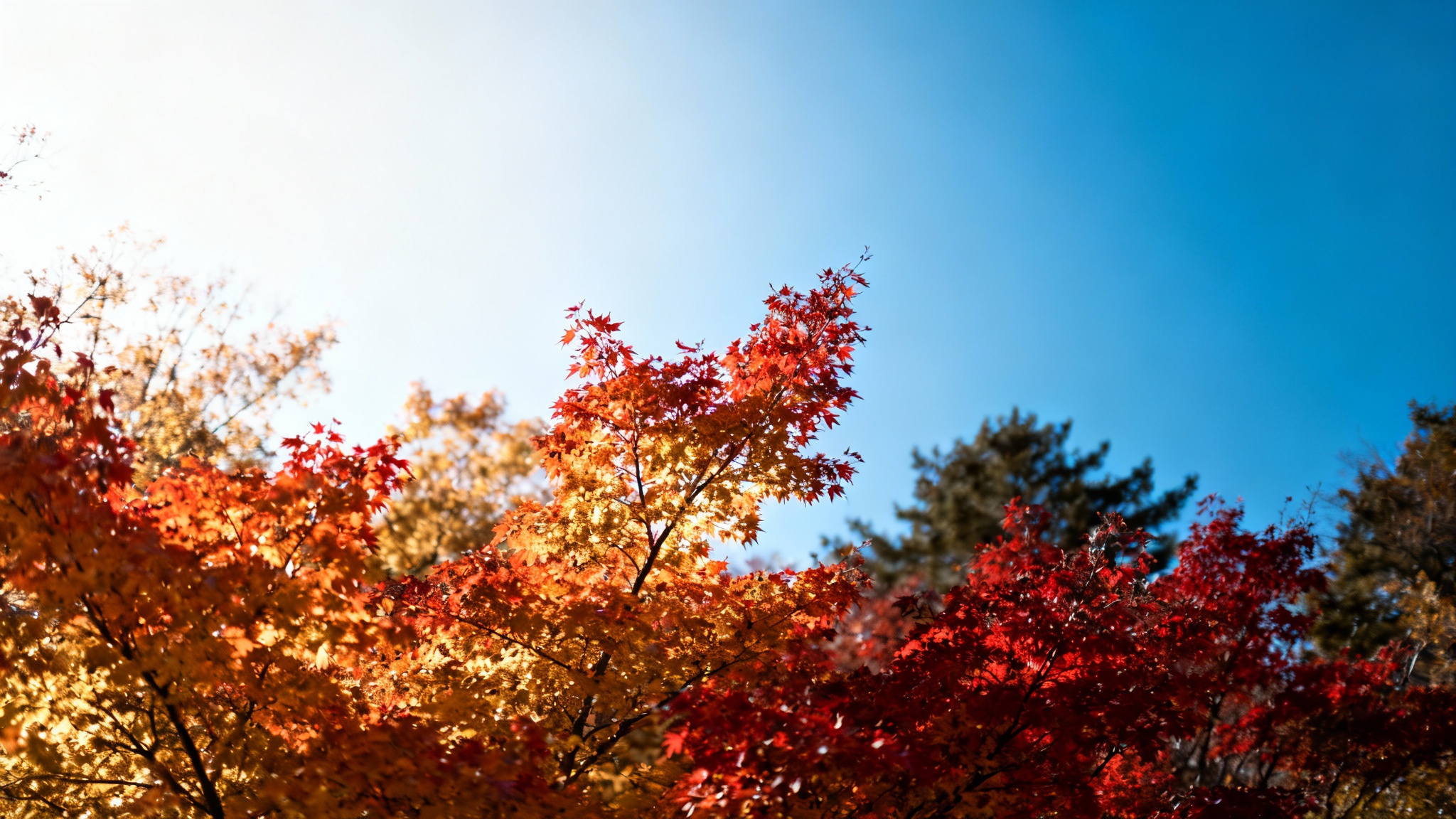 Gelée surprise : les gestes urgents pour protéger votre jardin ce week-end